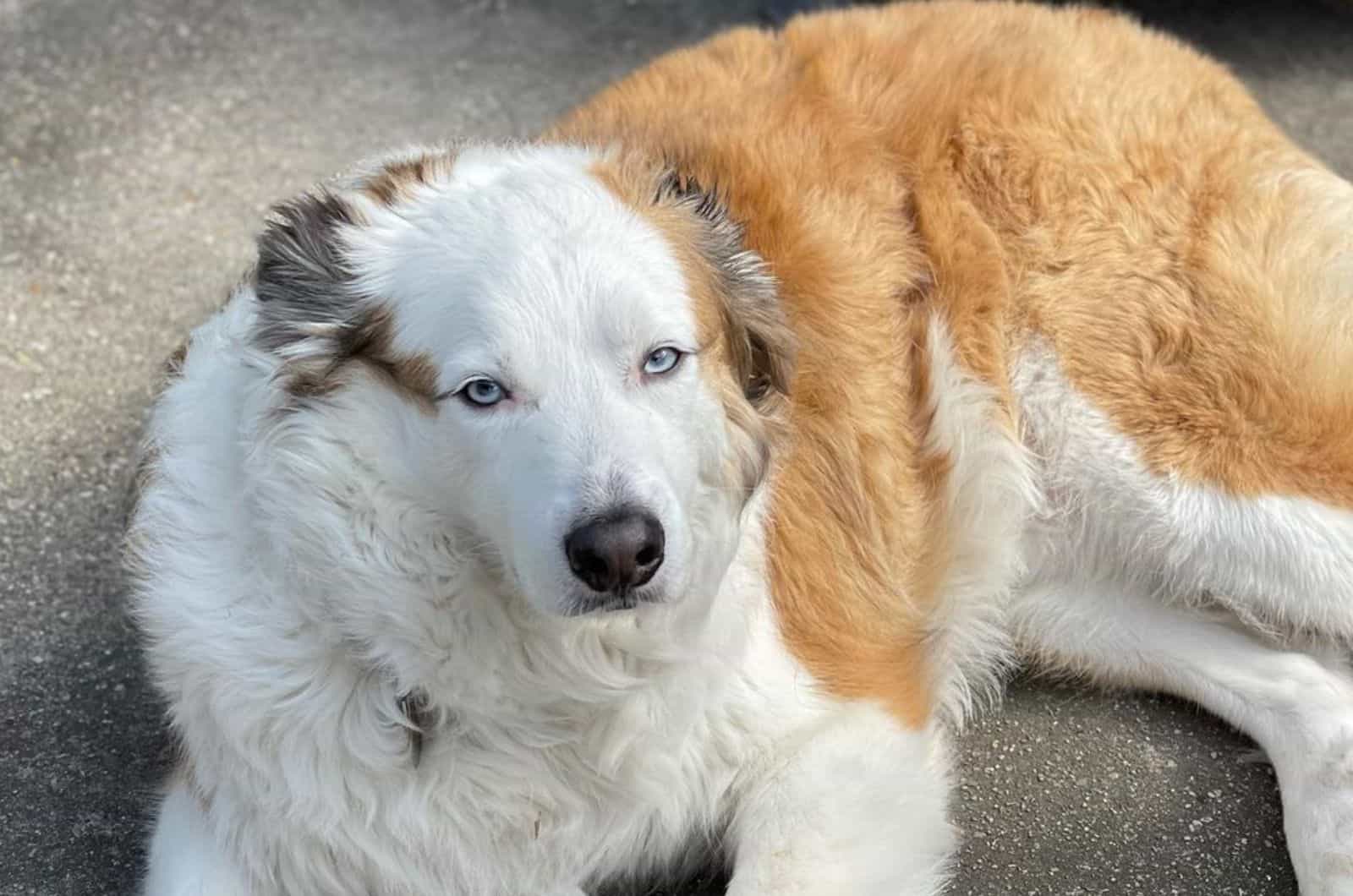 Is A Great Pyrenees Australian Shepherd Mix A Thing?