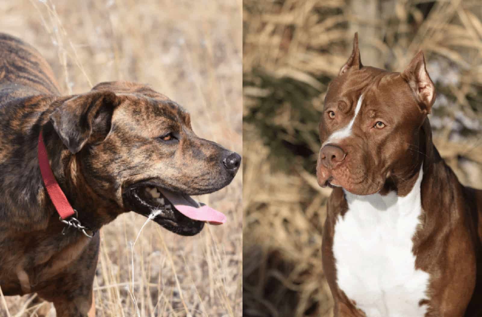 Is A Mountain Cur Pitbull Mix A Reliable Dog Breed?