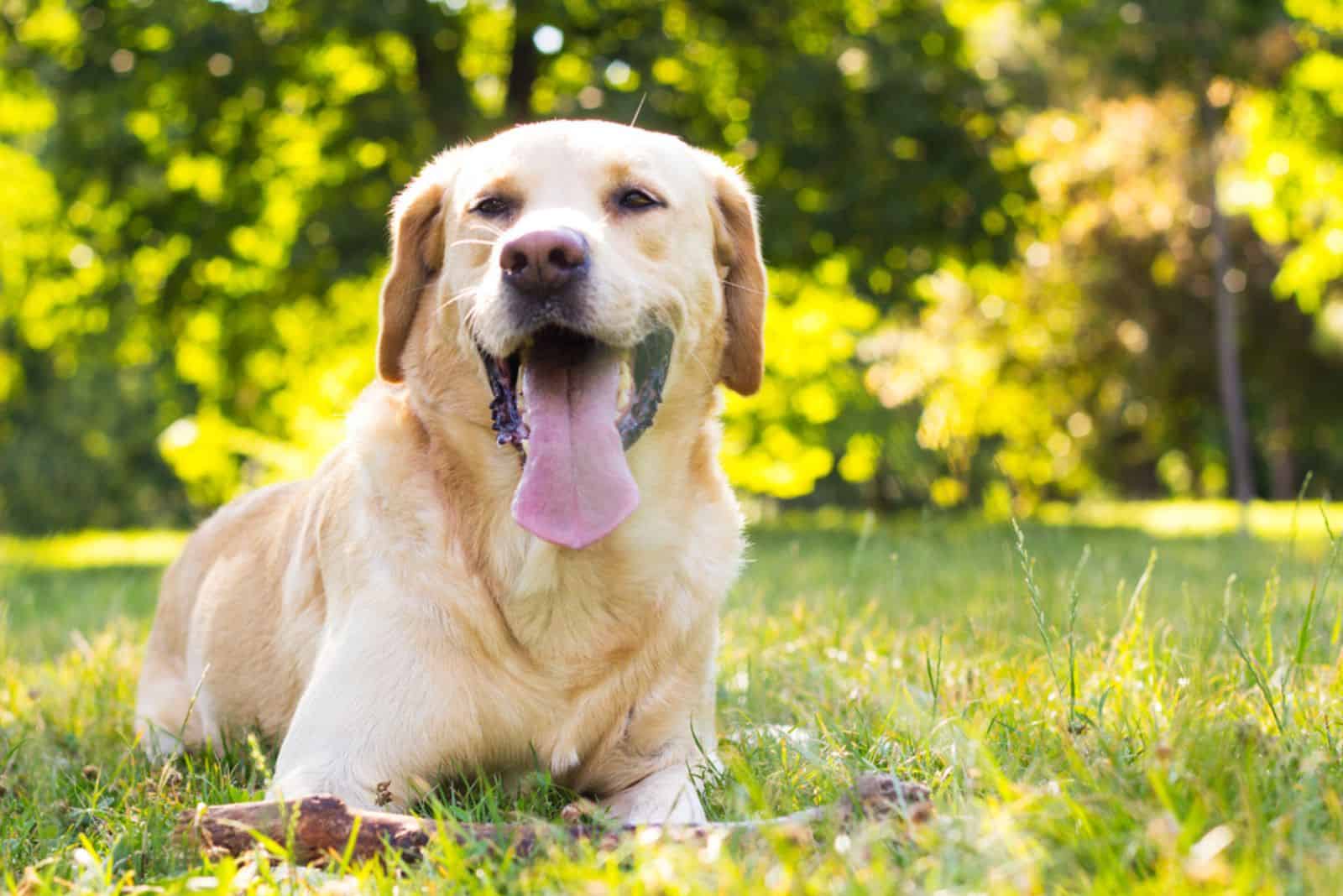 Is A Short Haired Golden Retriever Really A Thing?