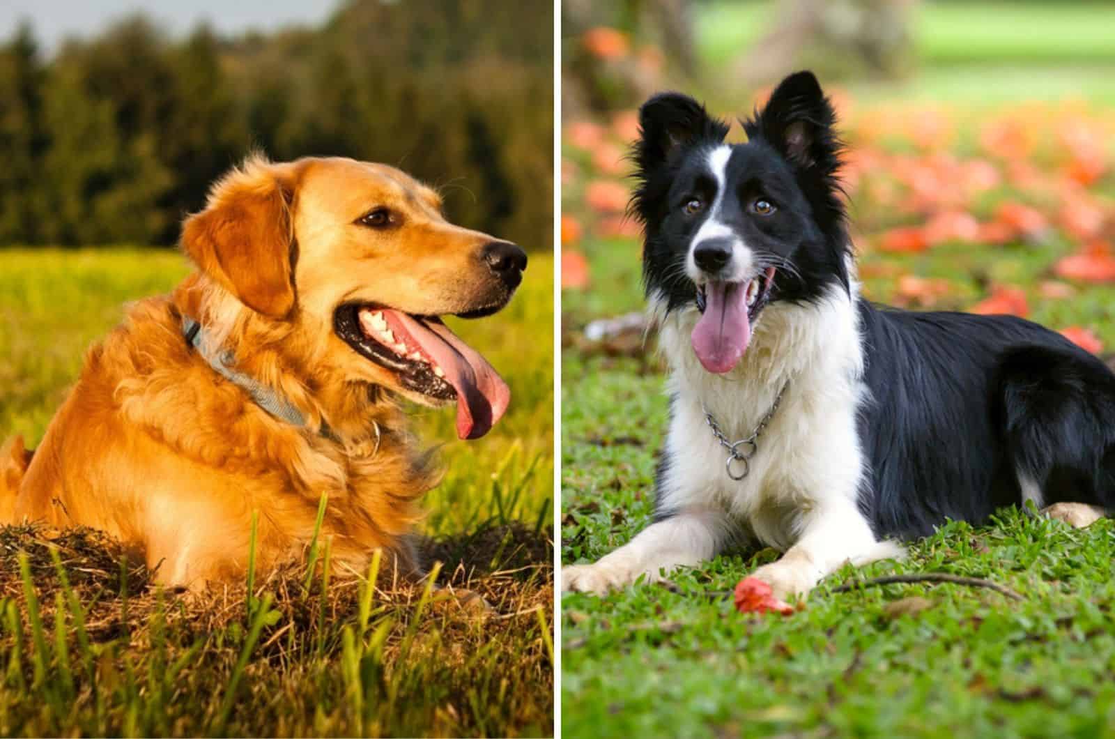 Is Border Collie Golden Retriever Mix The Best Designer Dog?