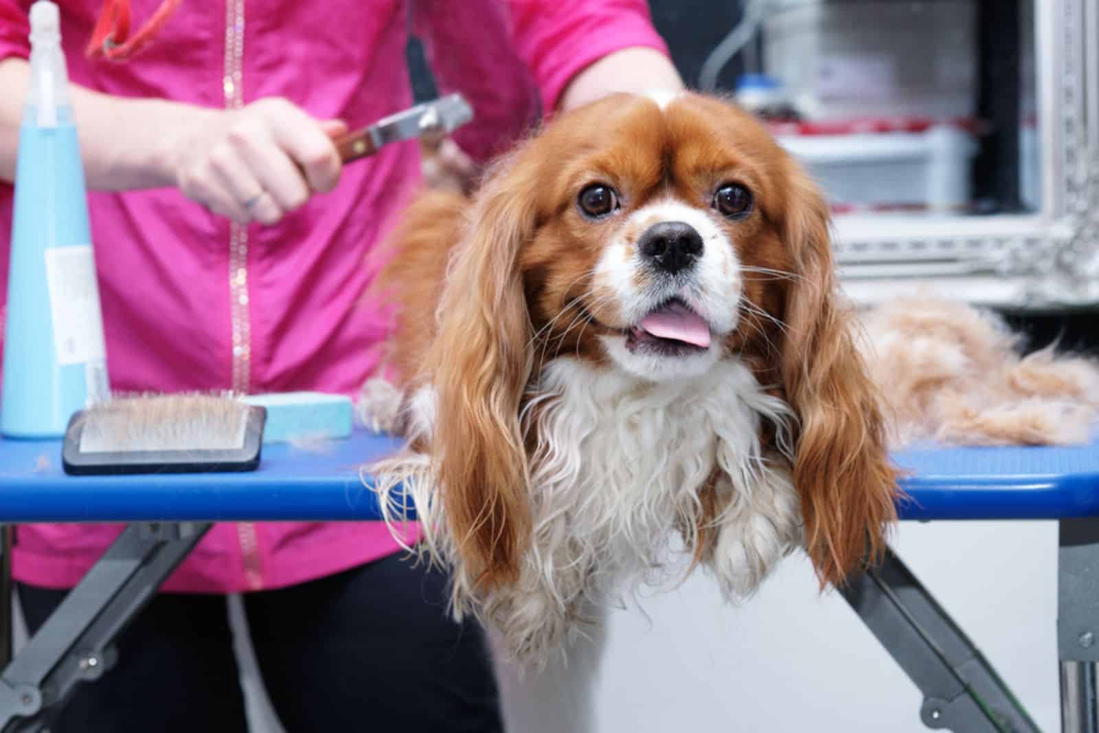 Is Cavalier King Charles Spaniel Shedding That Bad?