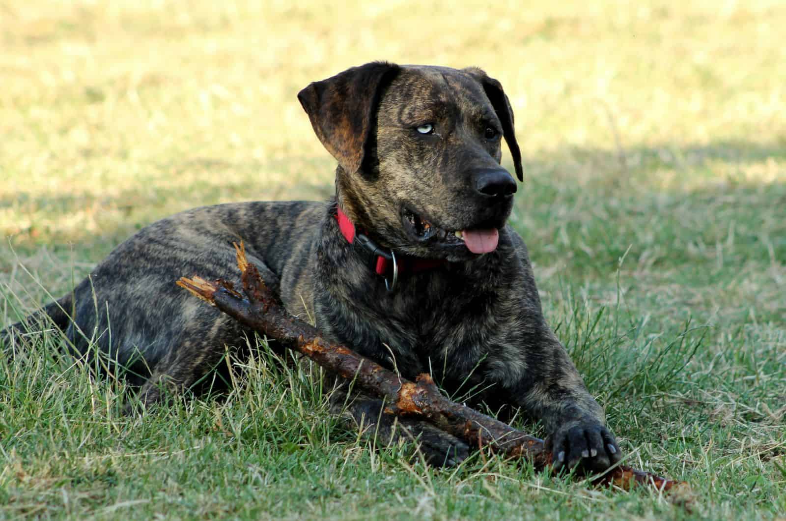 Is The Blue-Eyed Rottweiler A Breed’s Intruder?