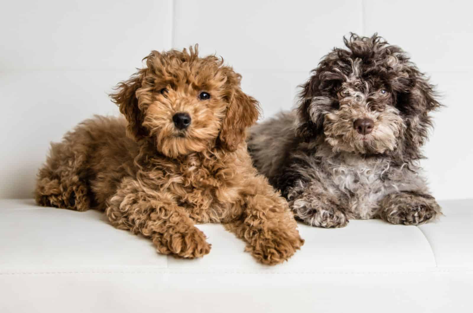 Is The Mini Cockapoo Puppy A Right Fit For You?