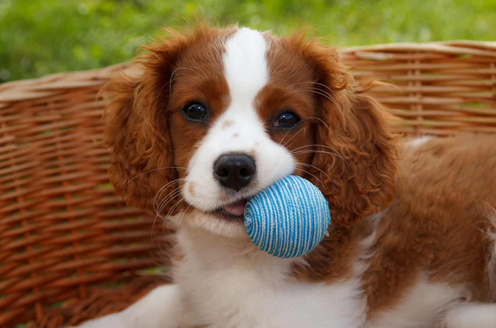 Is The Short-Hair Cavalier King Charles Spaniel A Myth?