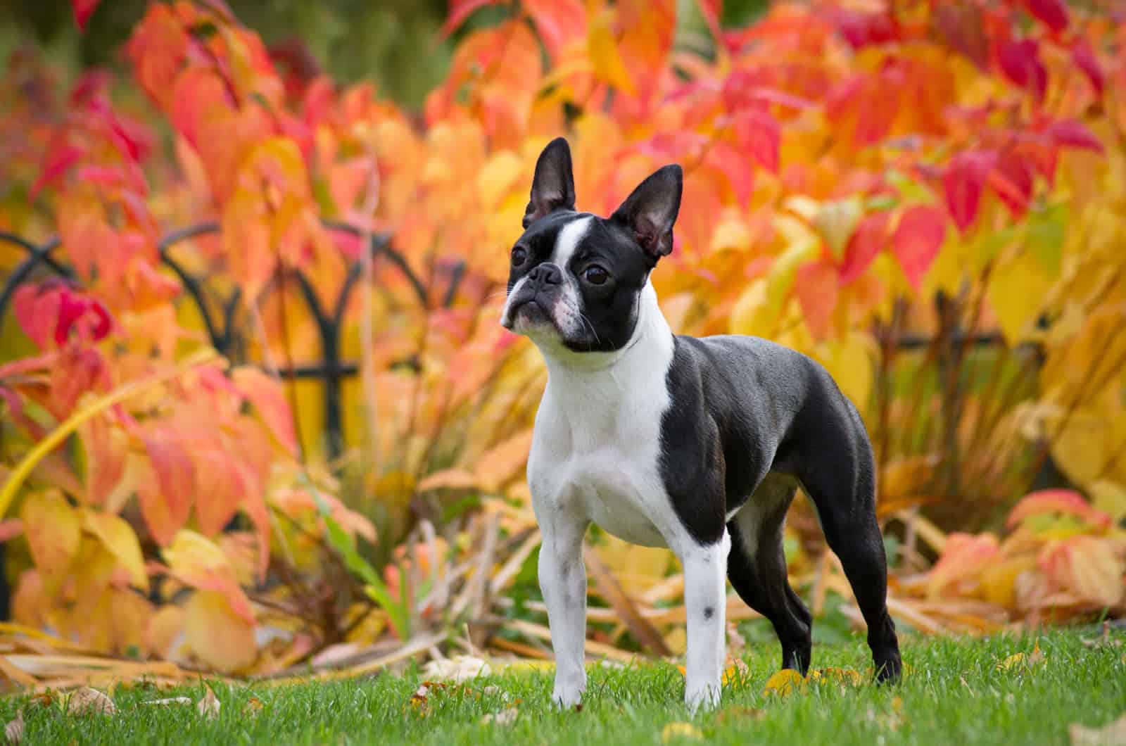 Is The Teacup Boston Terrier The Right Dog Breed For You?