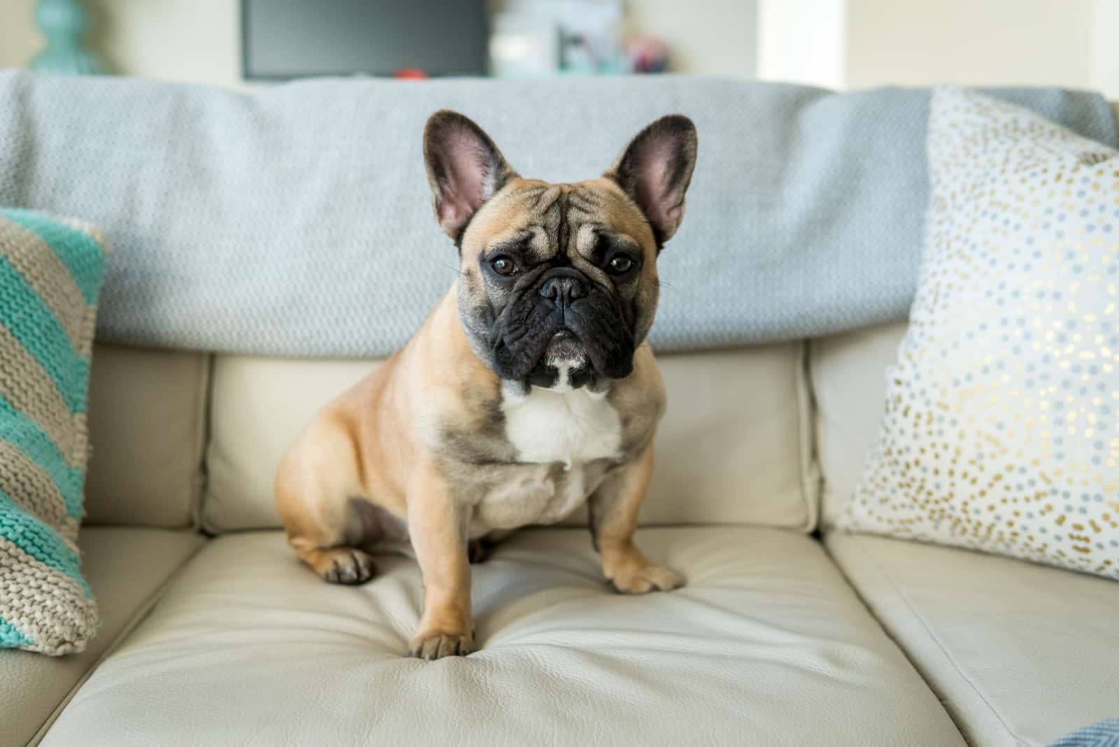 Chocolate French Bulldog: All On This Rare Coat Color