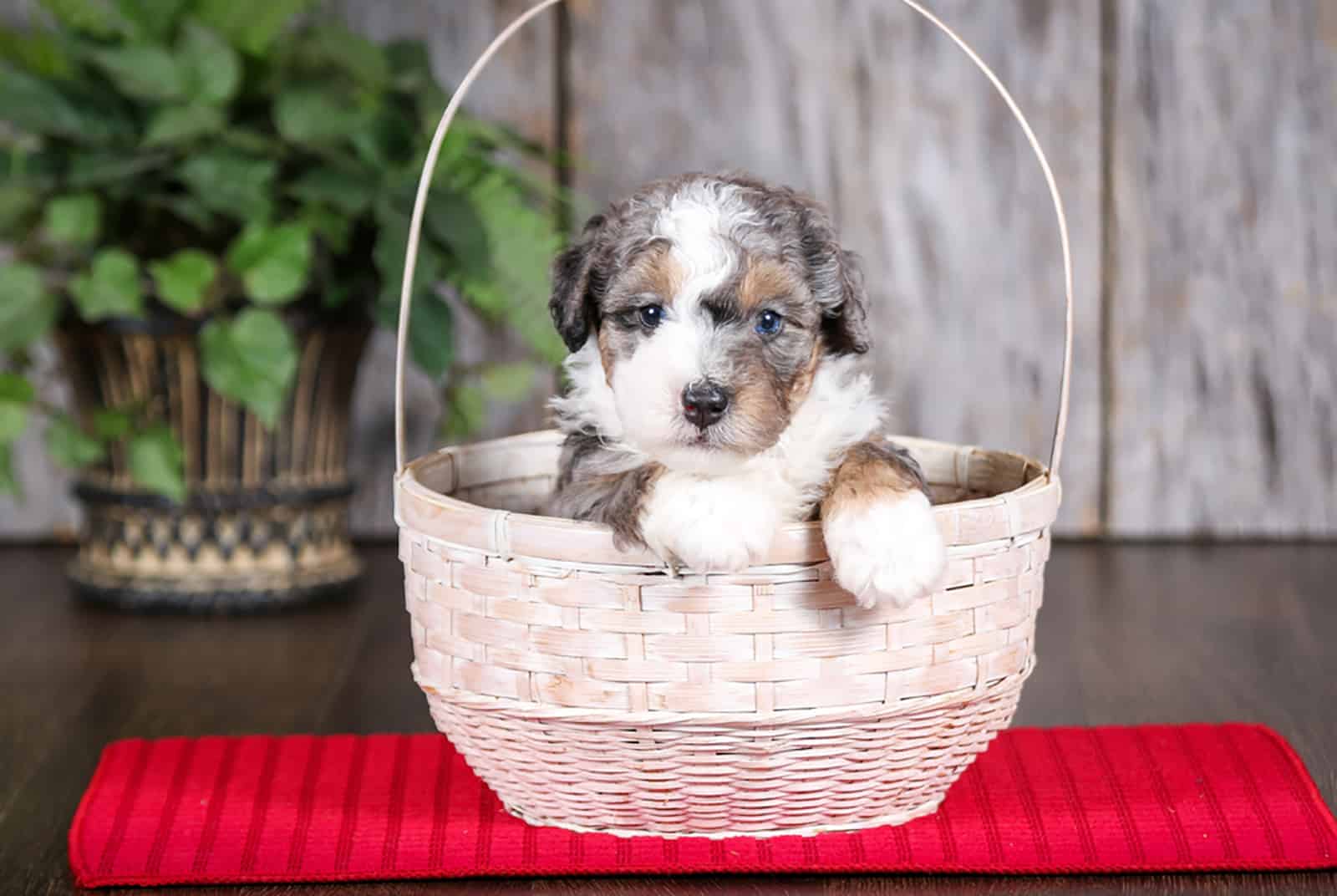 Is Toy Bernedoodle A Dog For You?