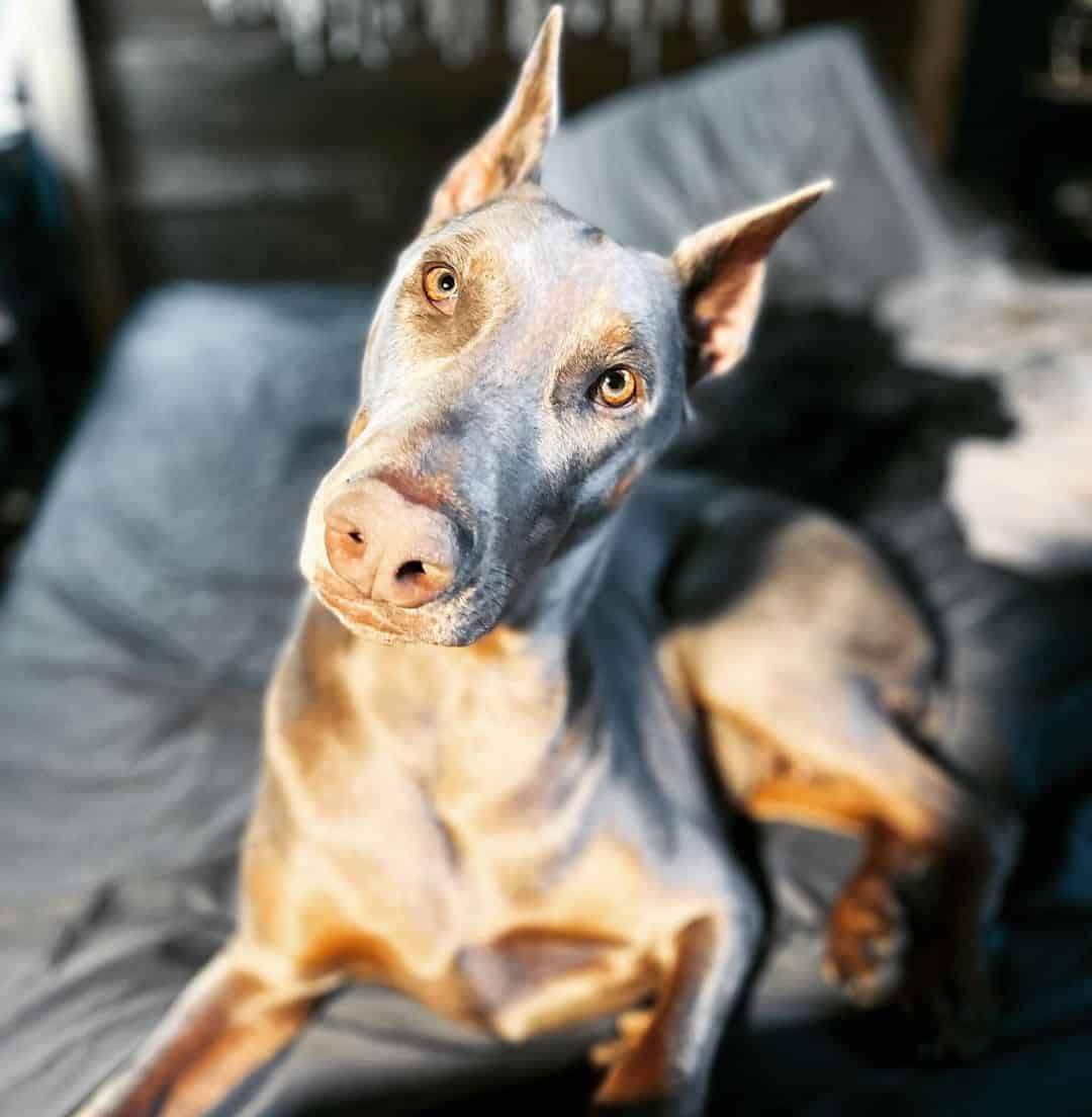 isabella doberman