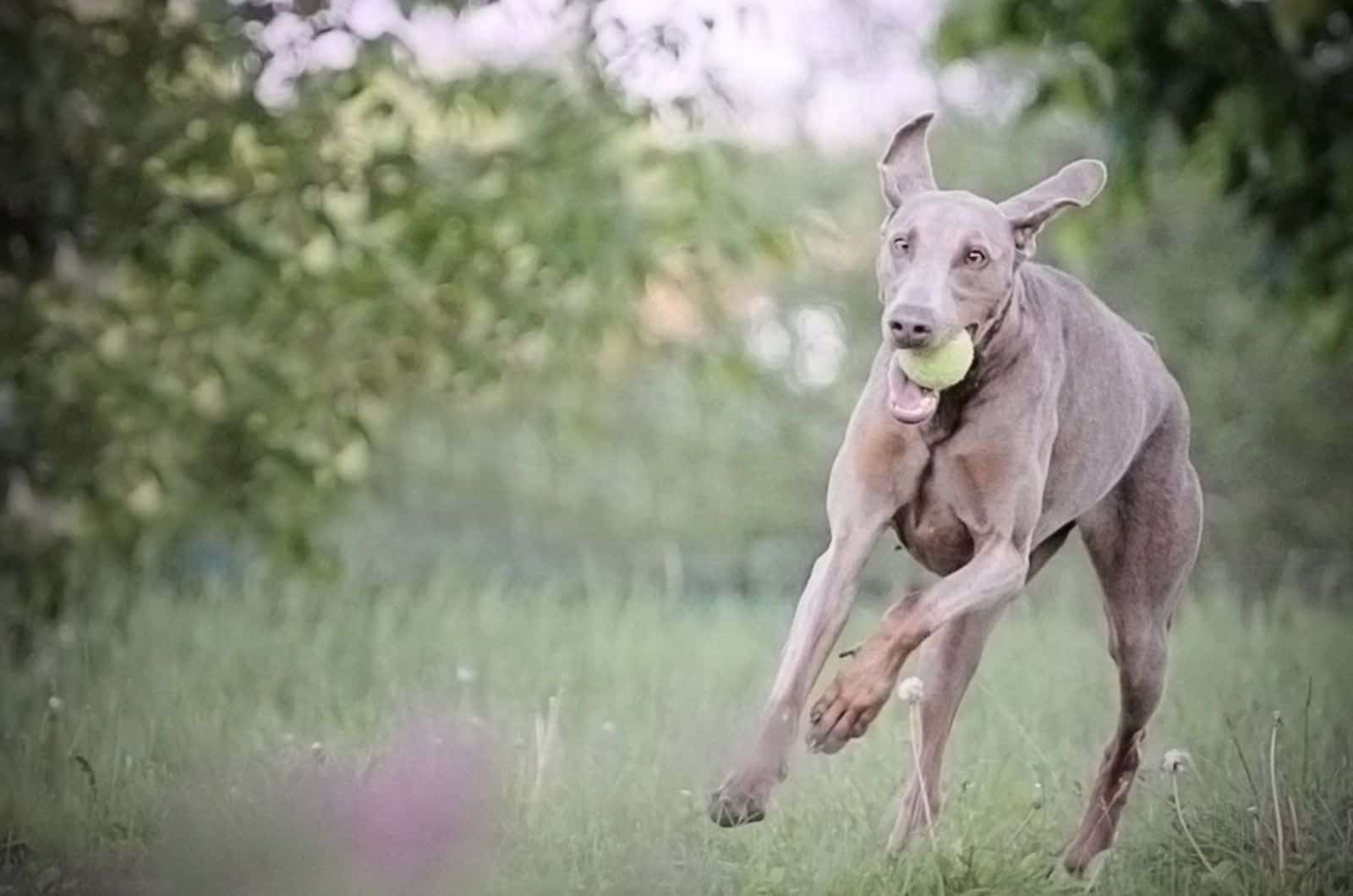 Isabella Doberman: You Won’t See This Rare Color Often