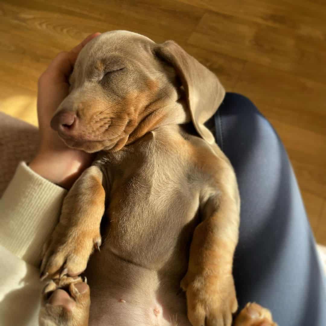 isabella fawn dachshund