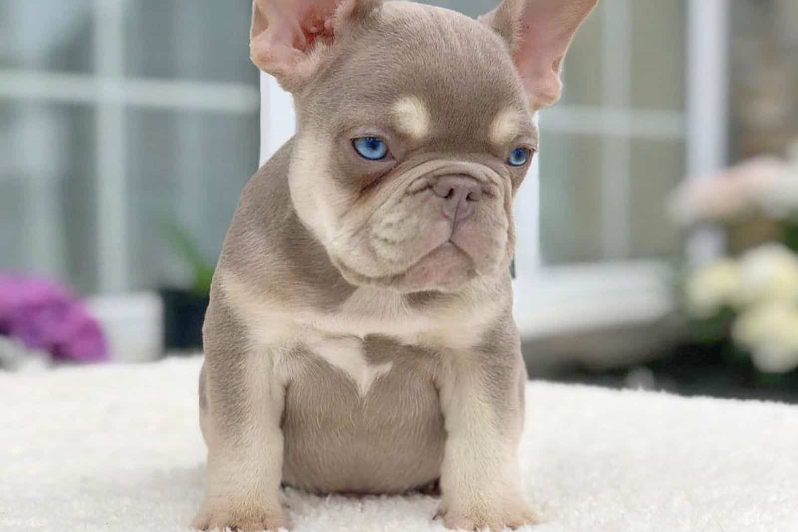 isabella french bulldog