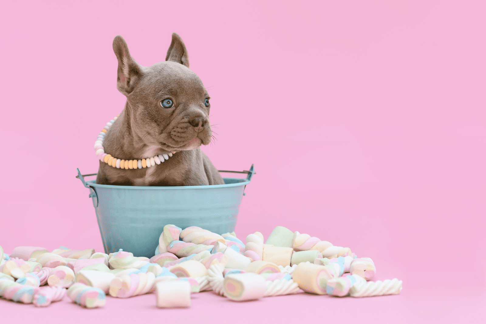 Isabella French Bulldog: Earth’s Rarest Jewel?