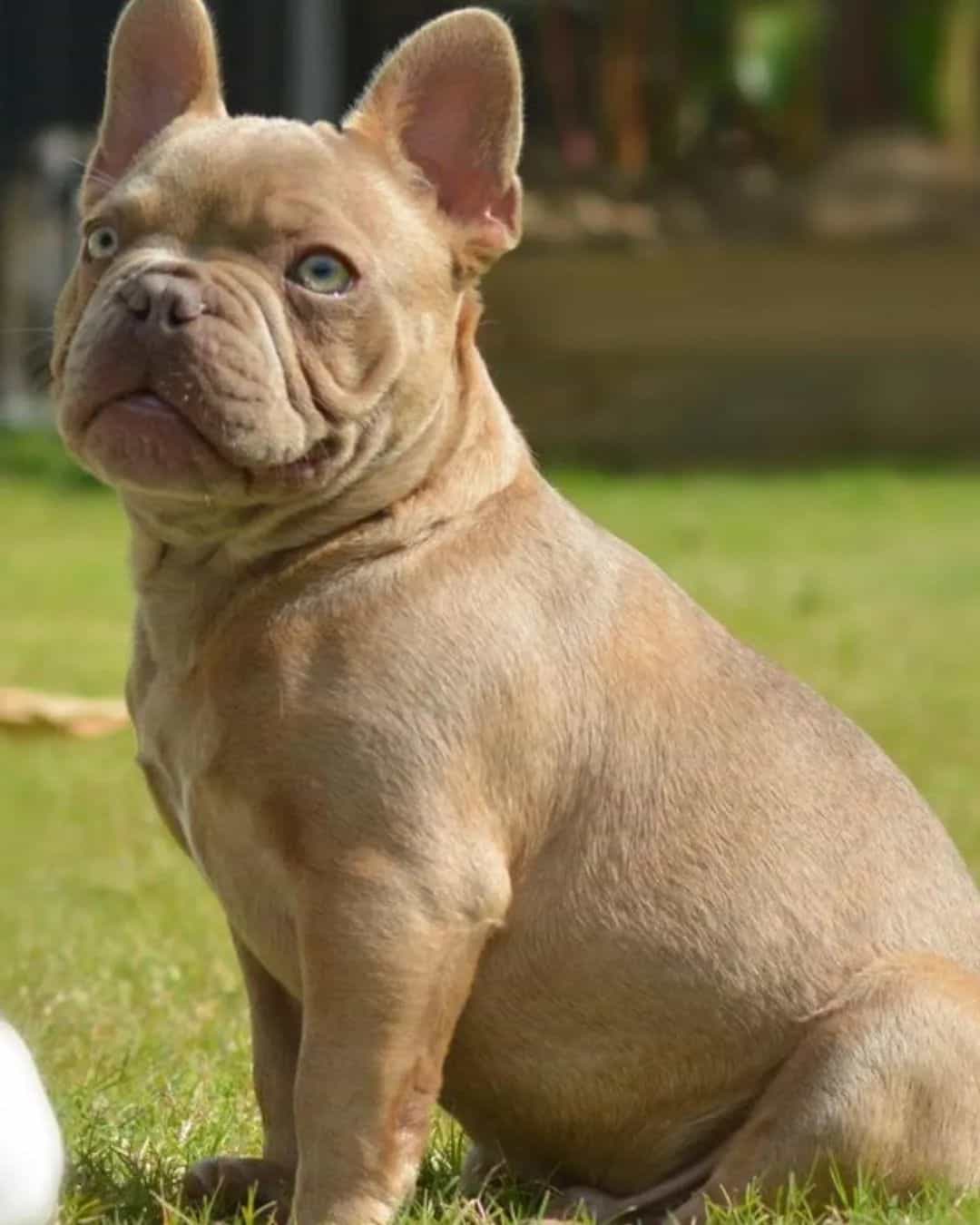 Isabella French Bulldog