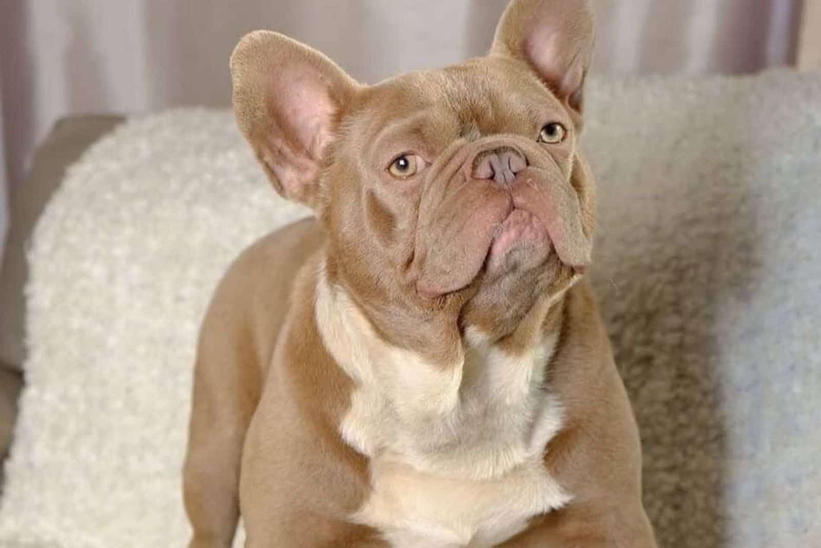 Isabella french Bulldogs is standing on the couch