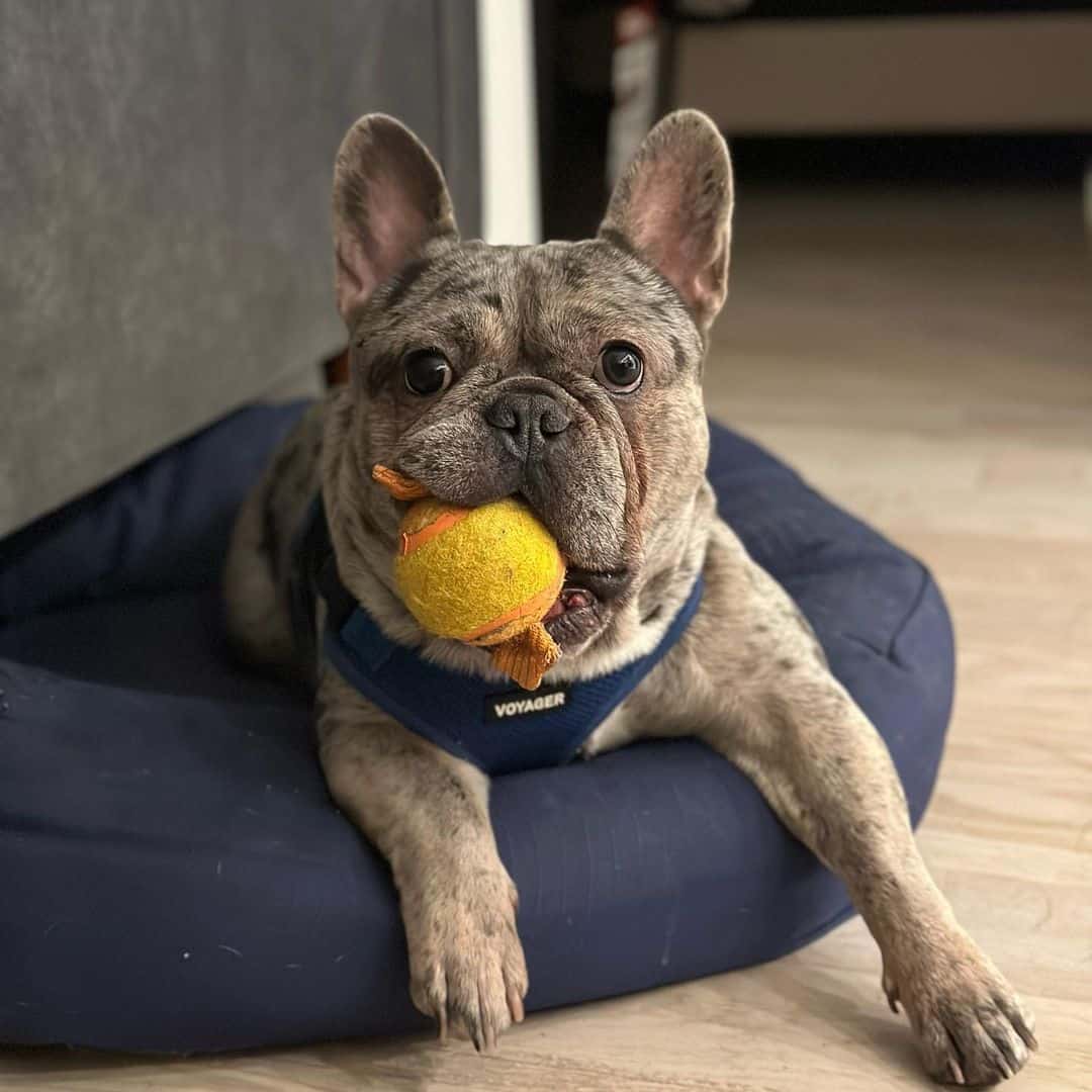 Isabella French Bulldogs