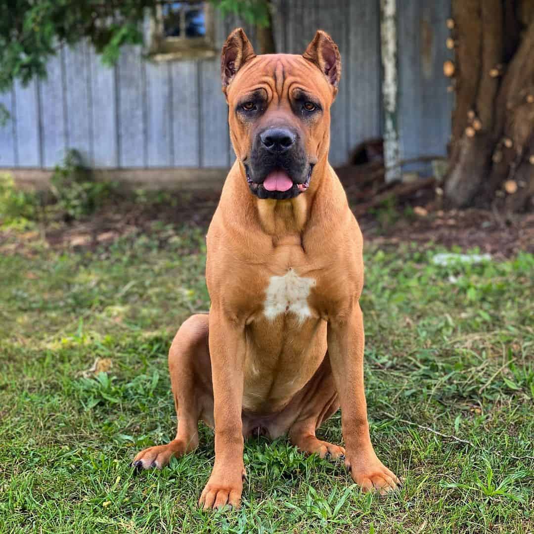 italian cane corso