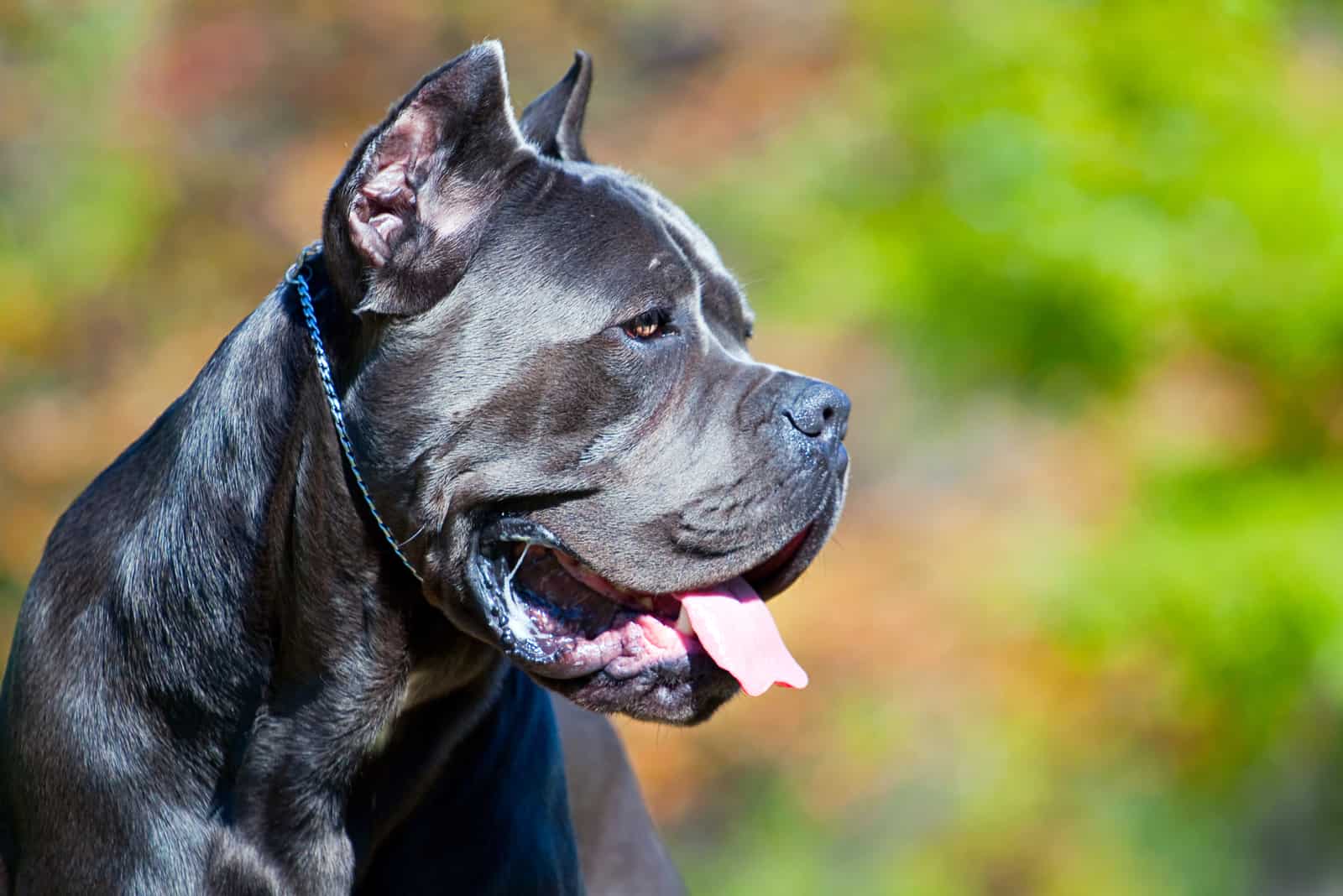 Top 5 Greatest Cane Corso Breeders In New York