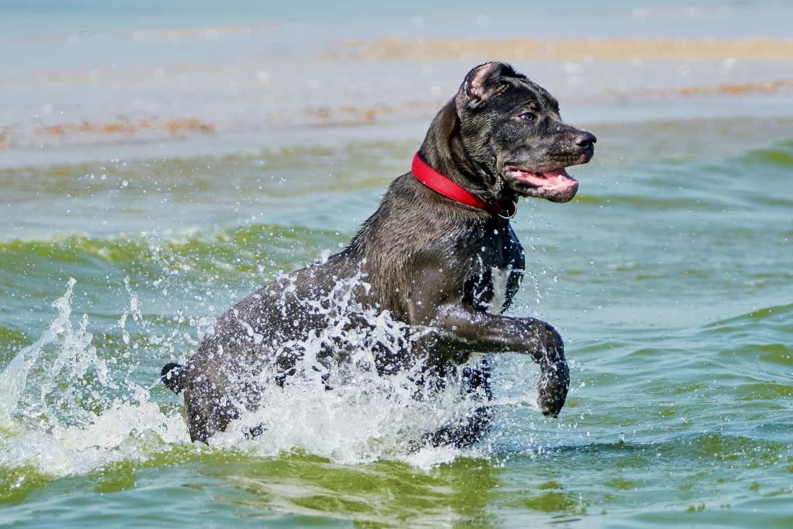 italian cane corso running along the coast