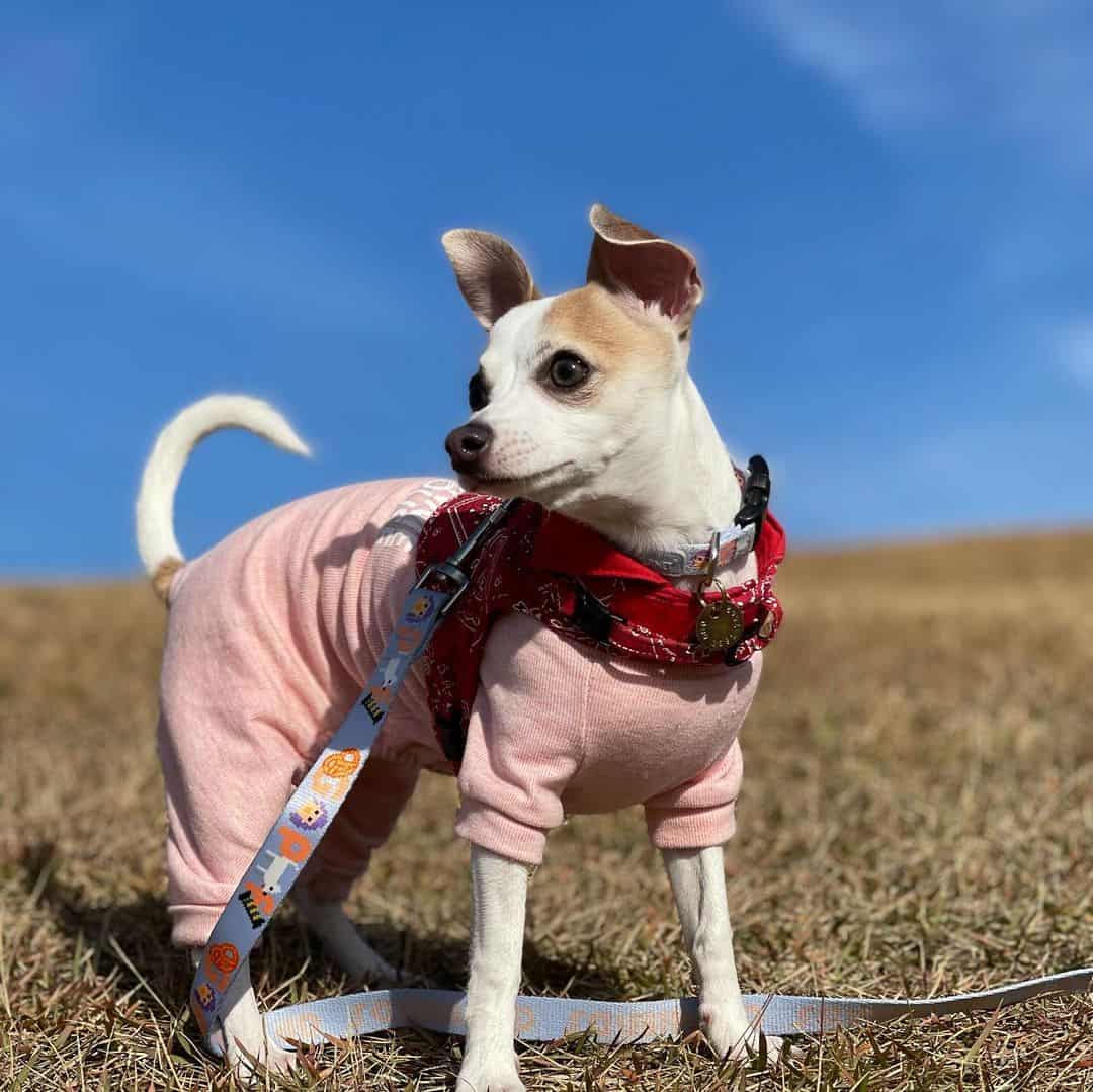 italian greyhound chihuahua mix in nature