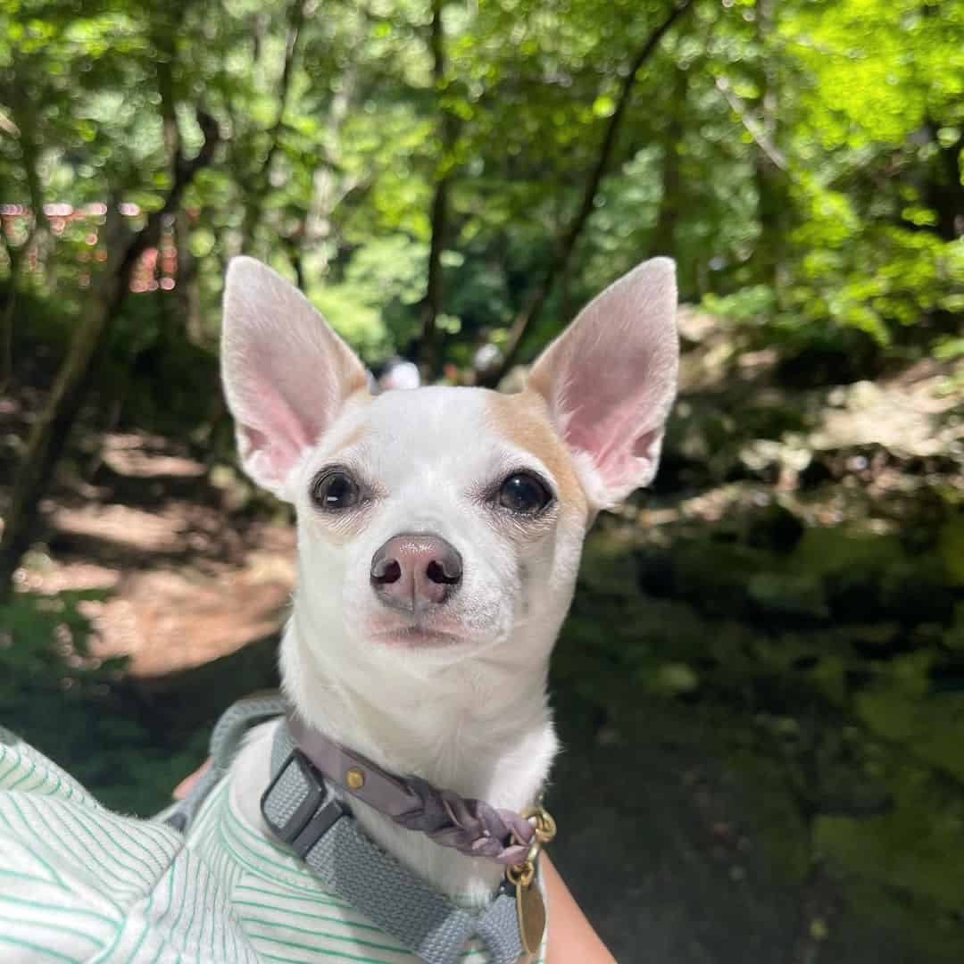 italian greyhound chihuahua mix