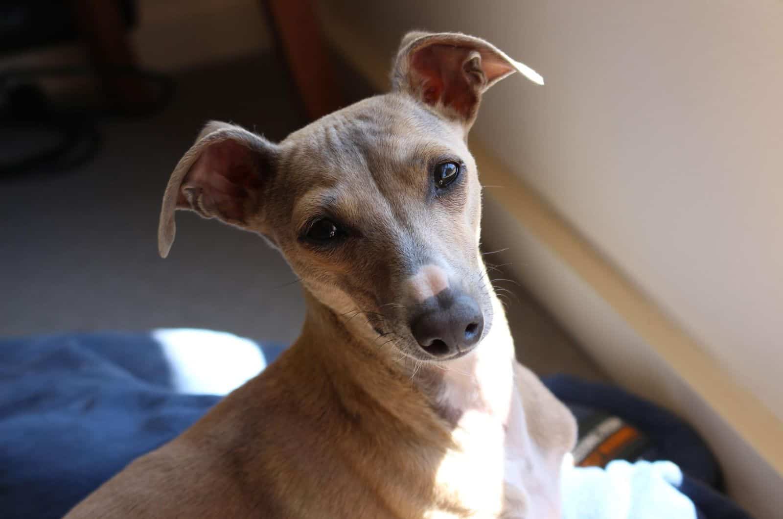 Italian Greyhound looking up