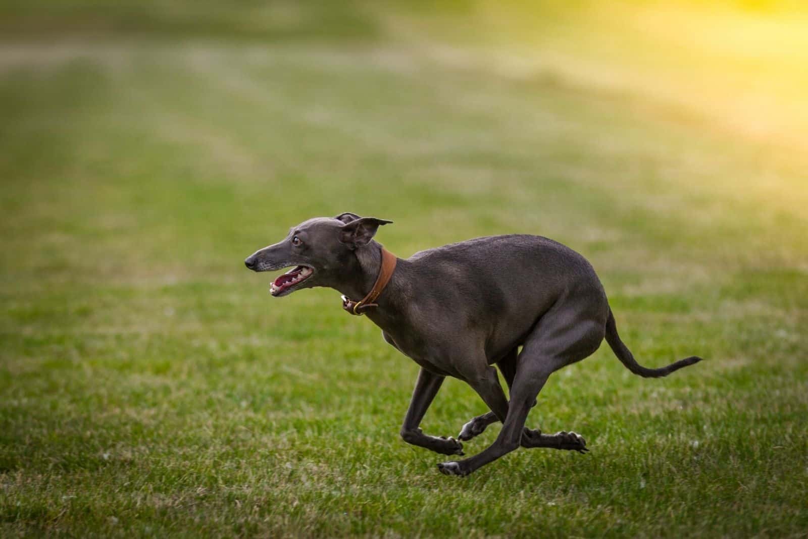 italian greyhound running on the green grass lawn with yellow element on background