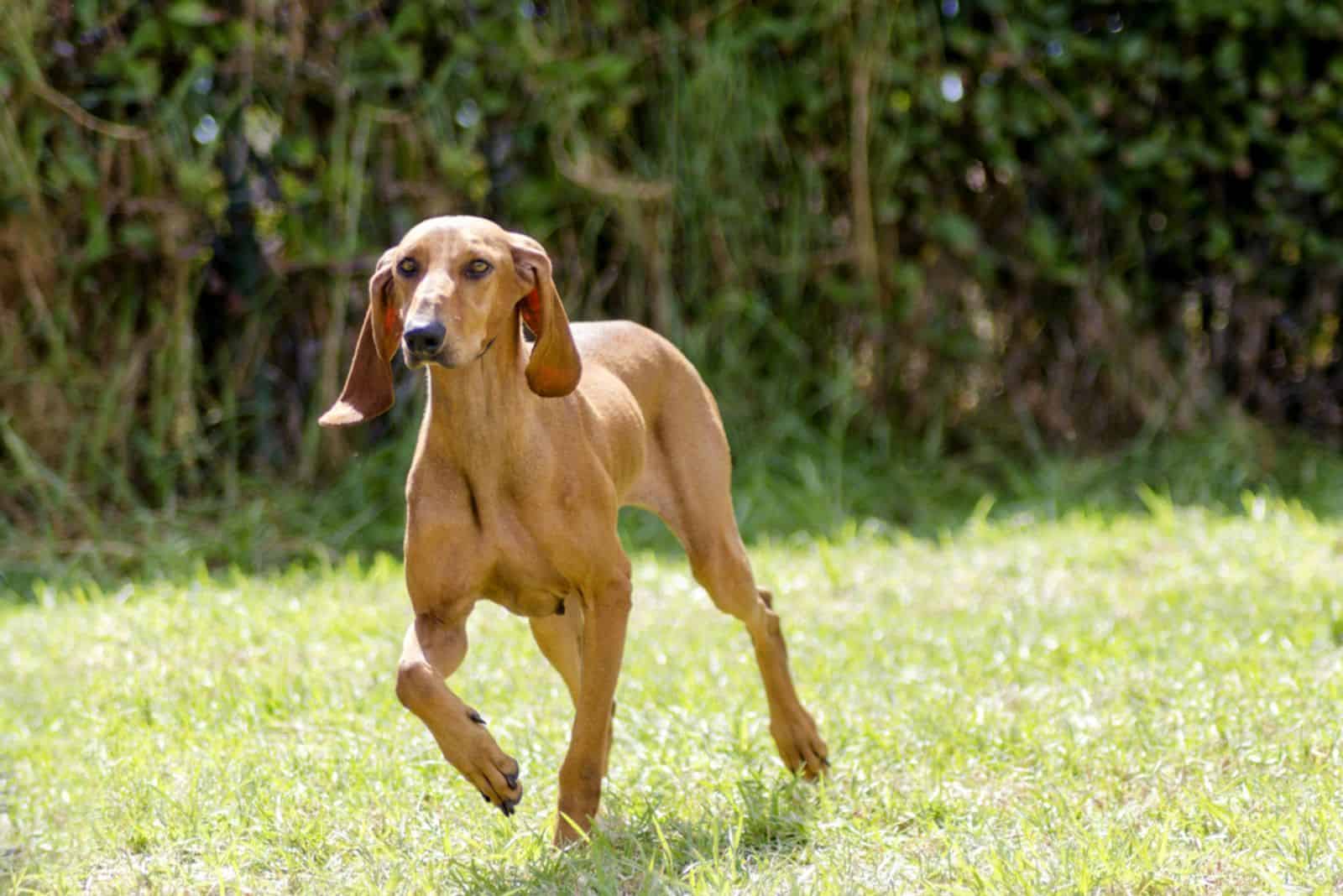 Italian Hound running