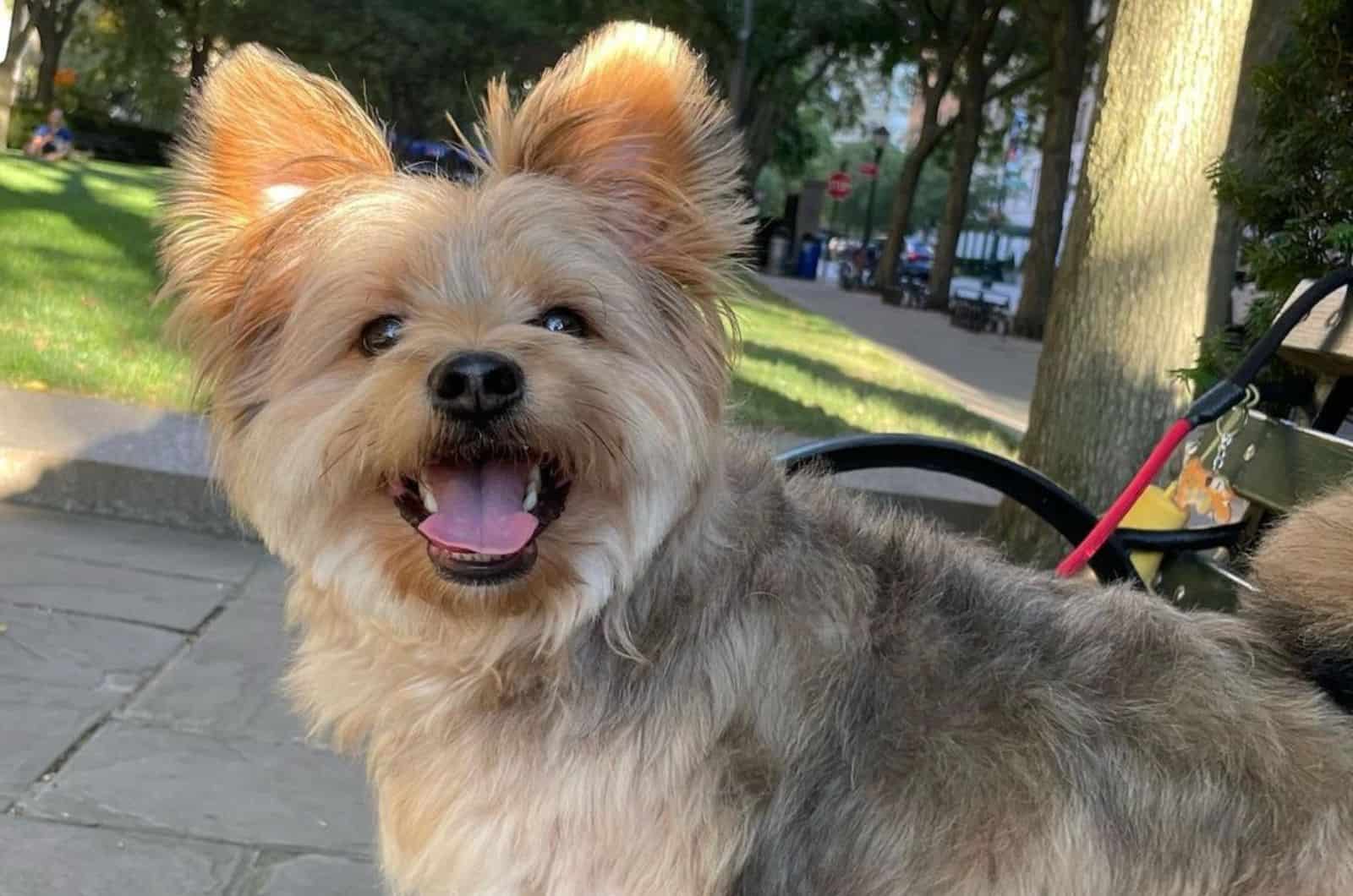 It’s A Yorkie Pomeranian Mix – What To Expect?