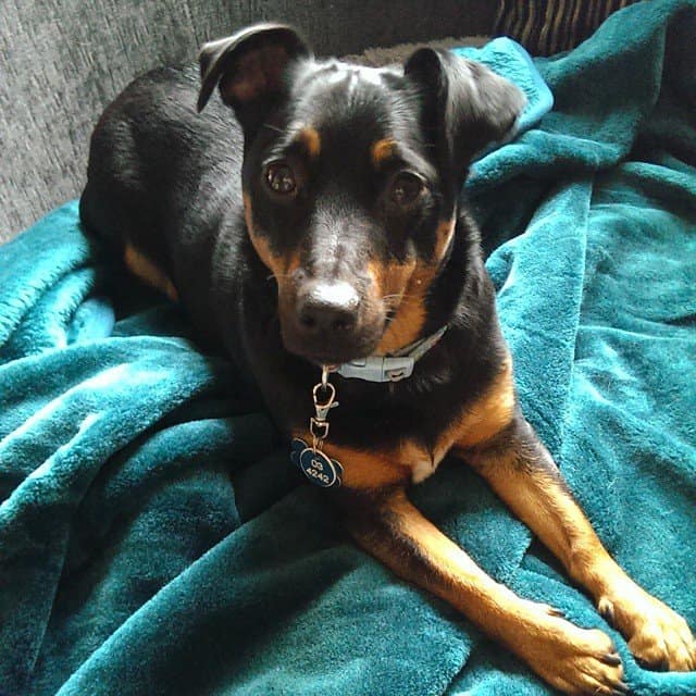 jack russel doberman mix