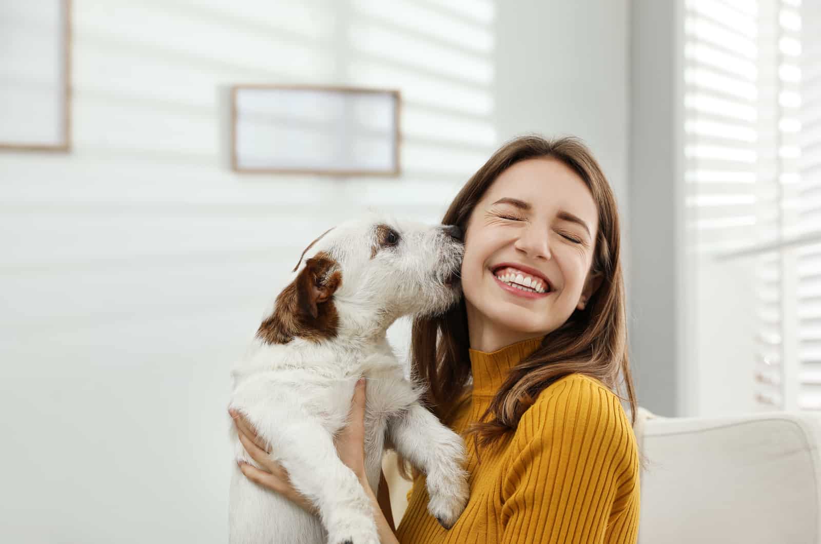 jack russel kissing his owner