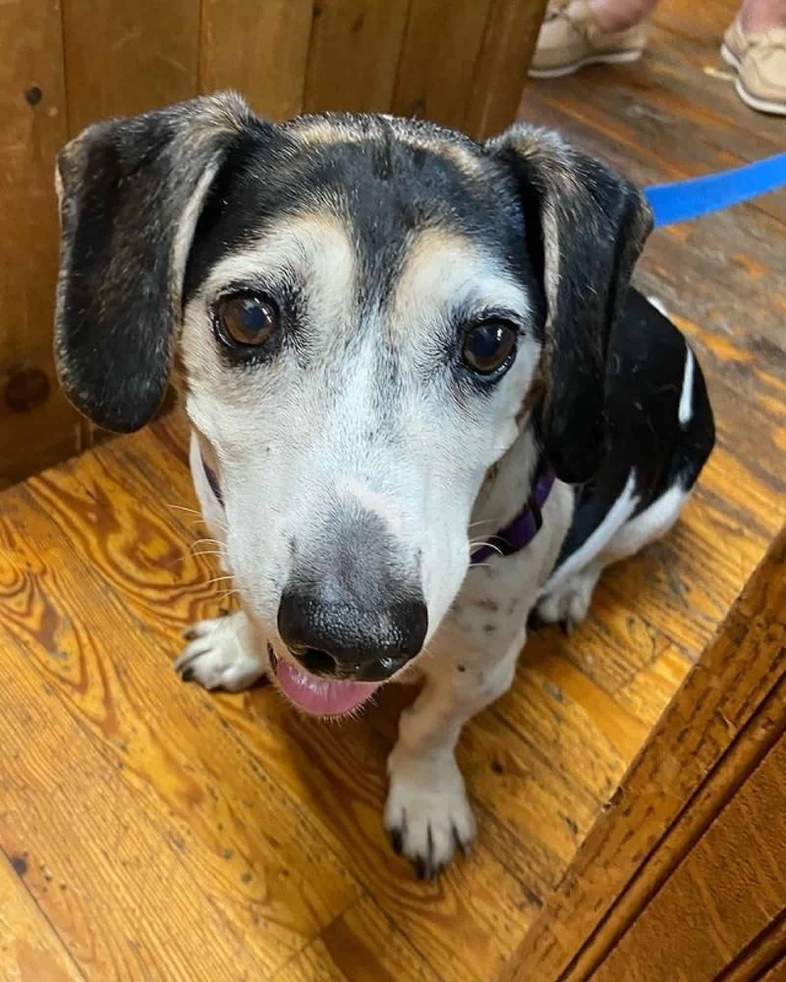 jack russell beagle mix looking into camera