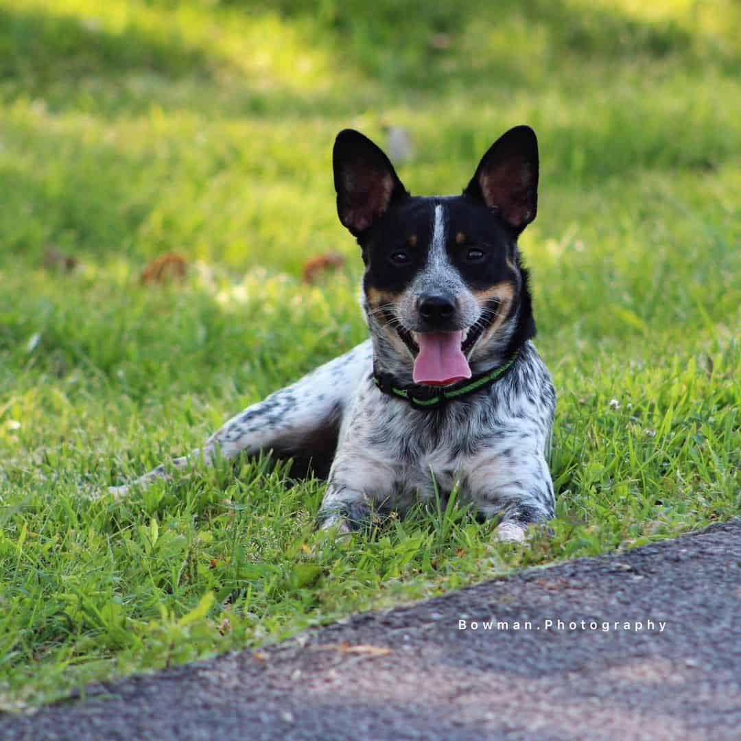 jack russell blue heeler mix lying in grass