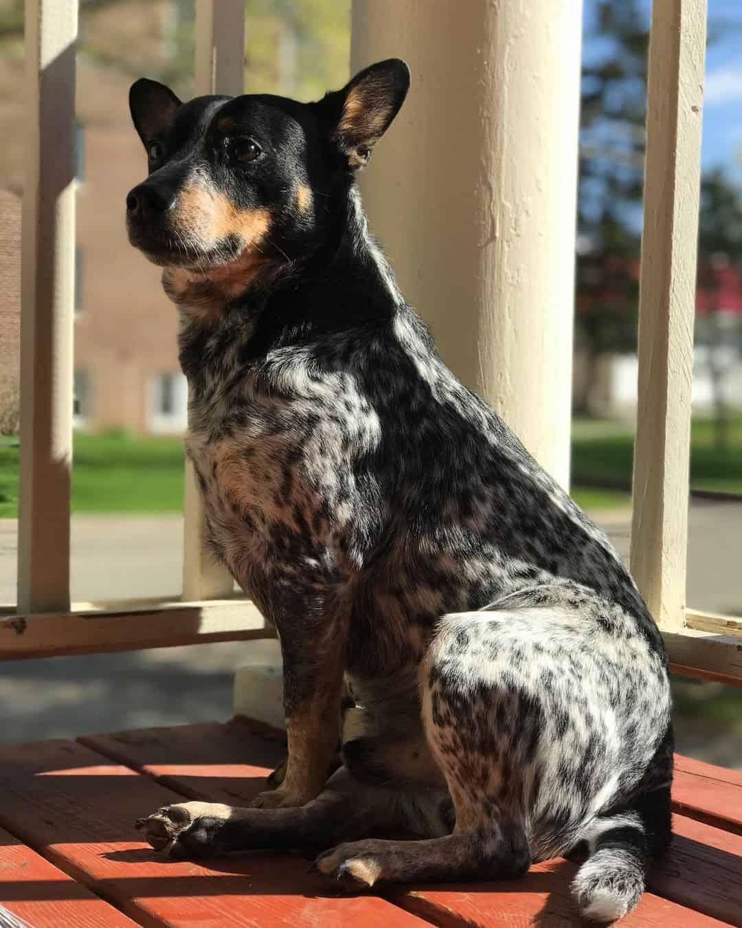 jack russell blue heeler mix