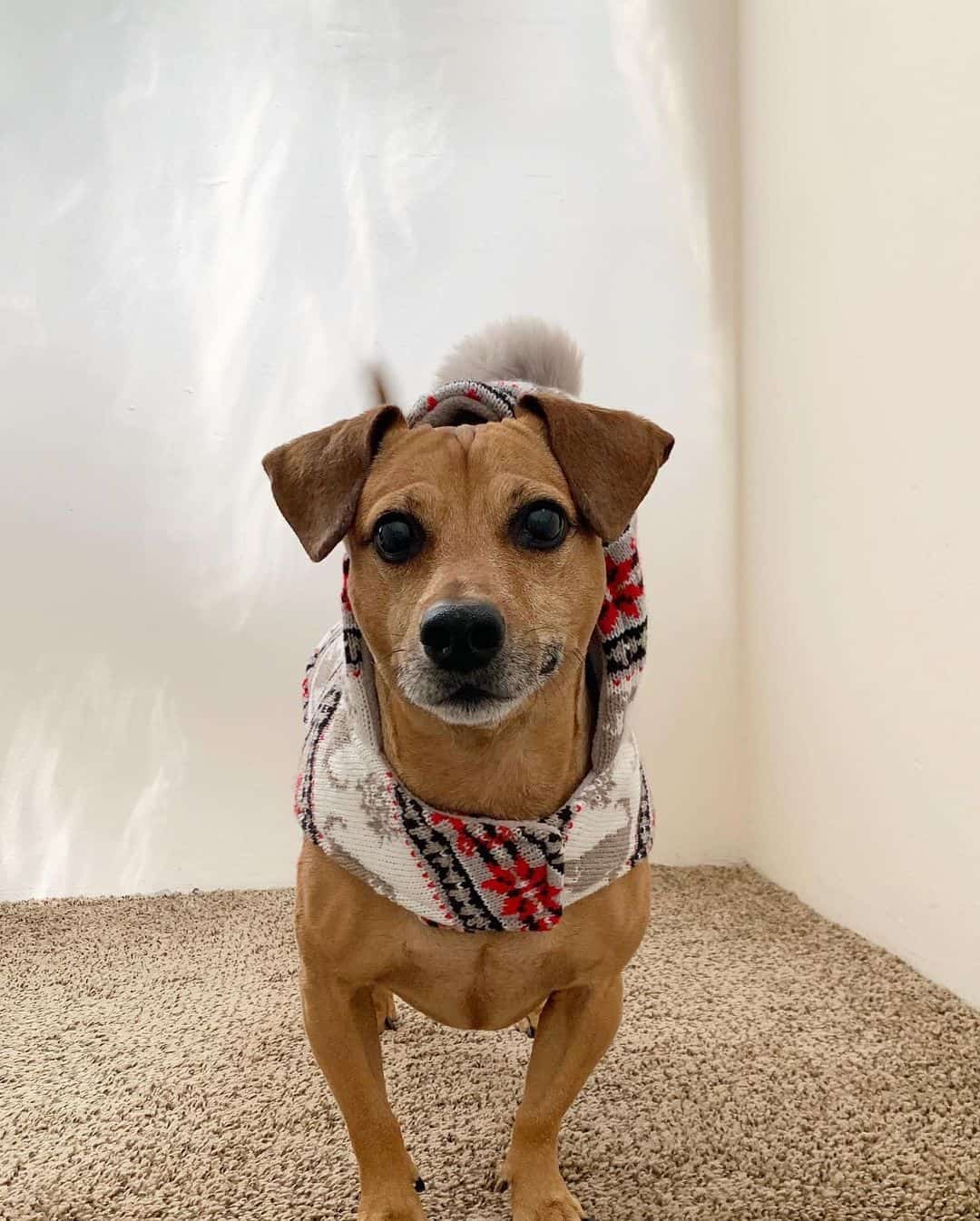 jack russell dachshund mix dog