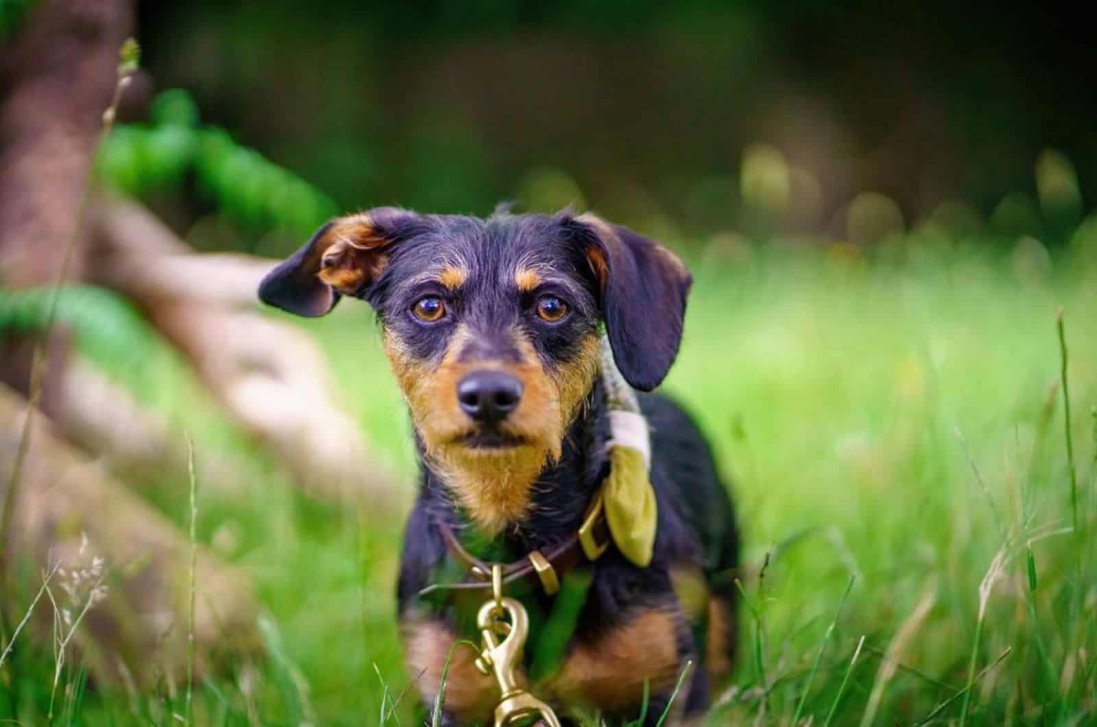 Jack Russell Dachshund Mix: Everything On The Jackshund