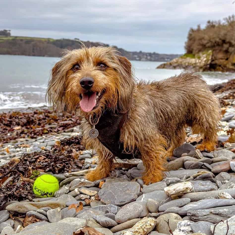 jack russell dachshund mix playing with a ball in nature