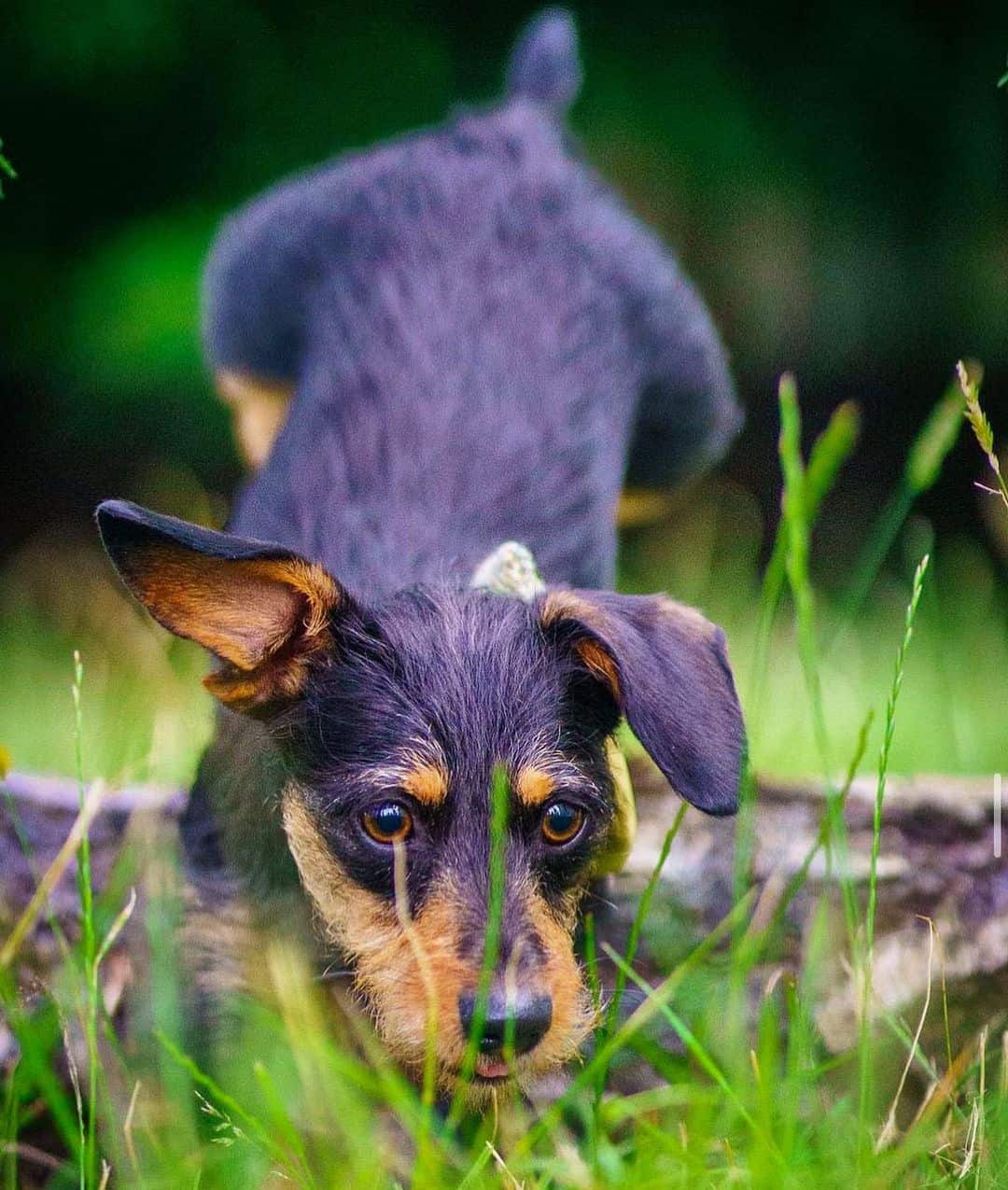 jack russell dachshund mix portrait in nature