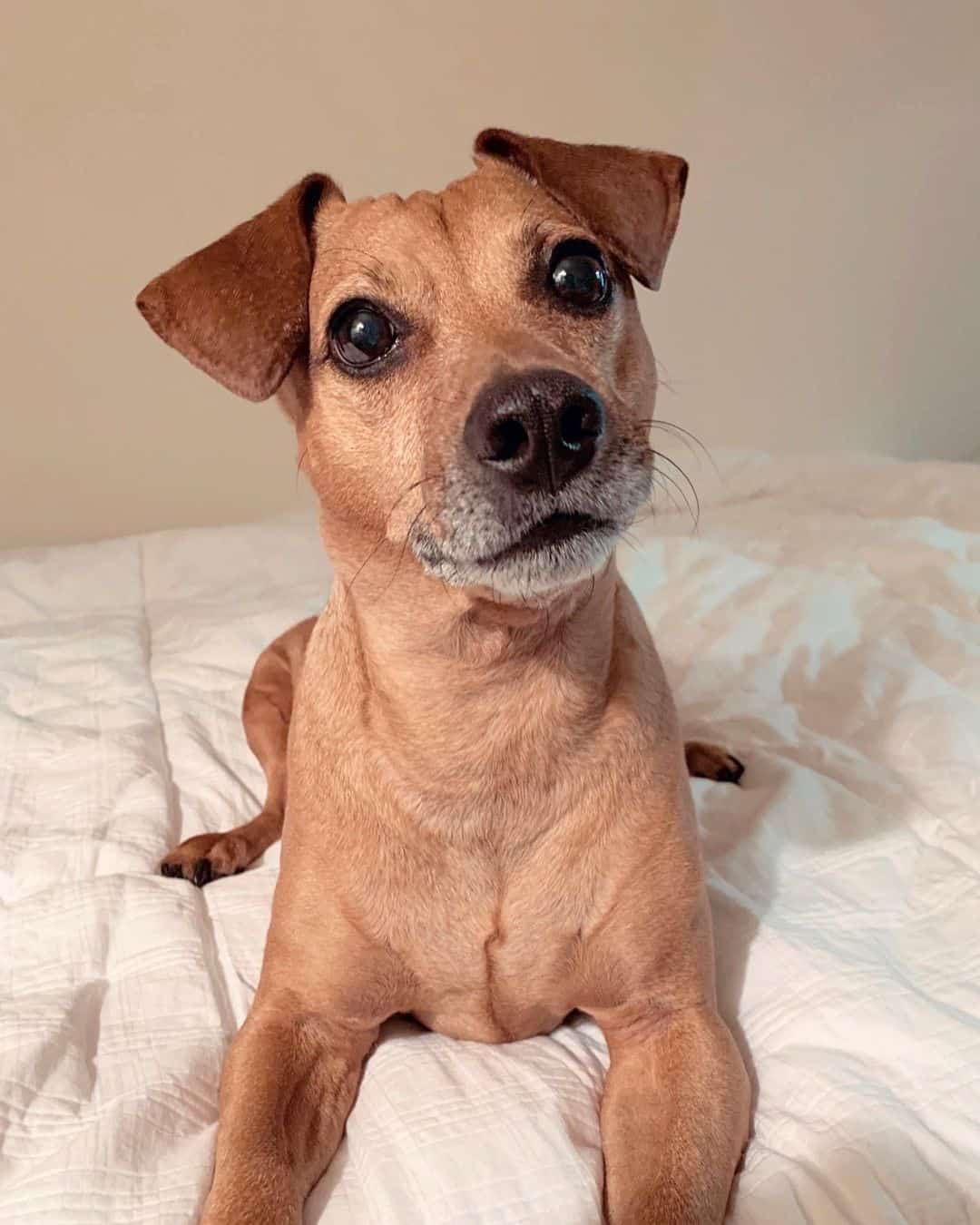 jack russell dachshund mix portrait