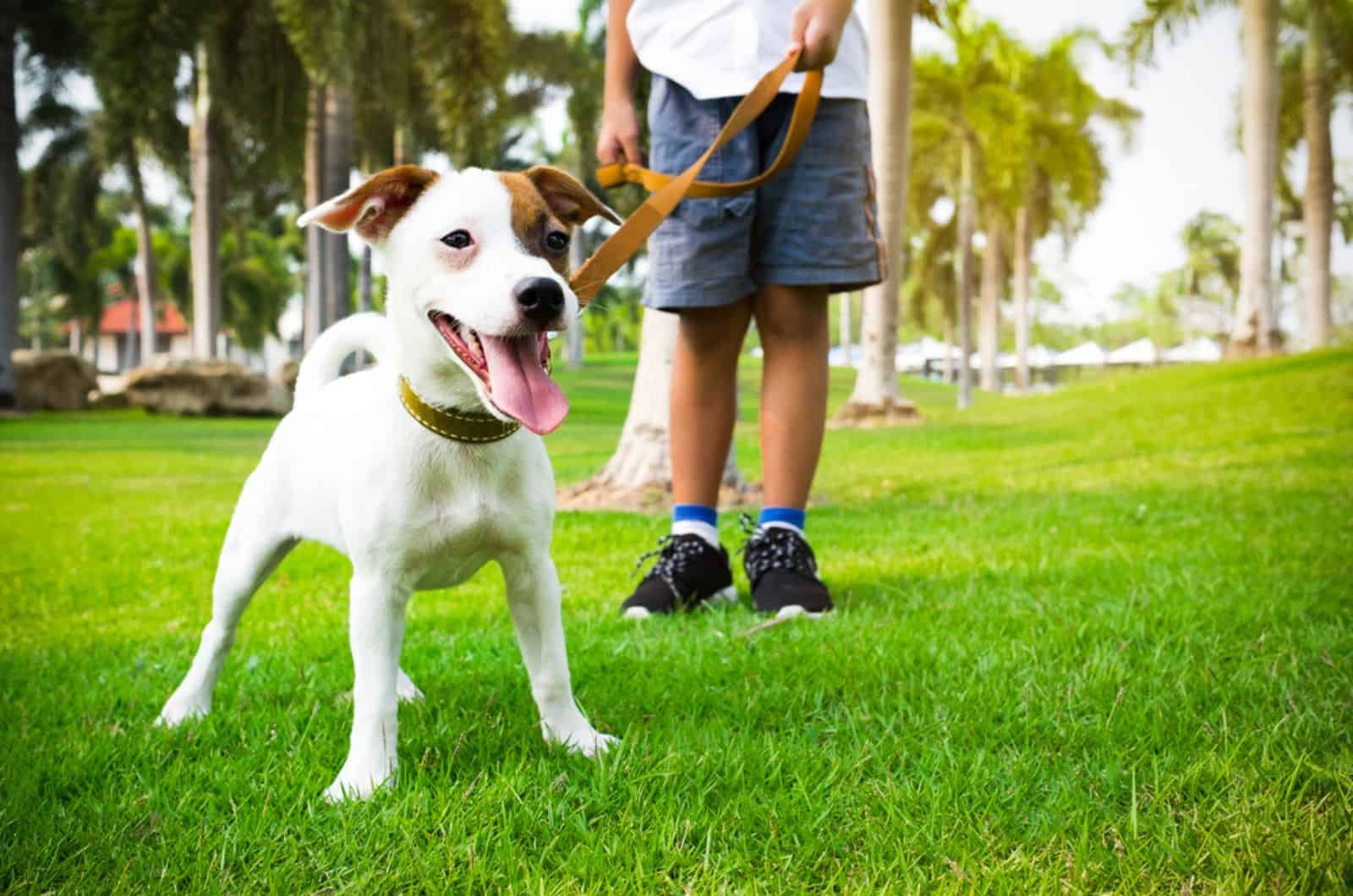 jack russell dog with owner walking in the park