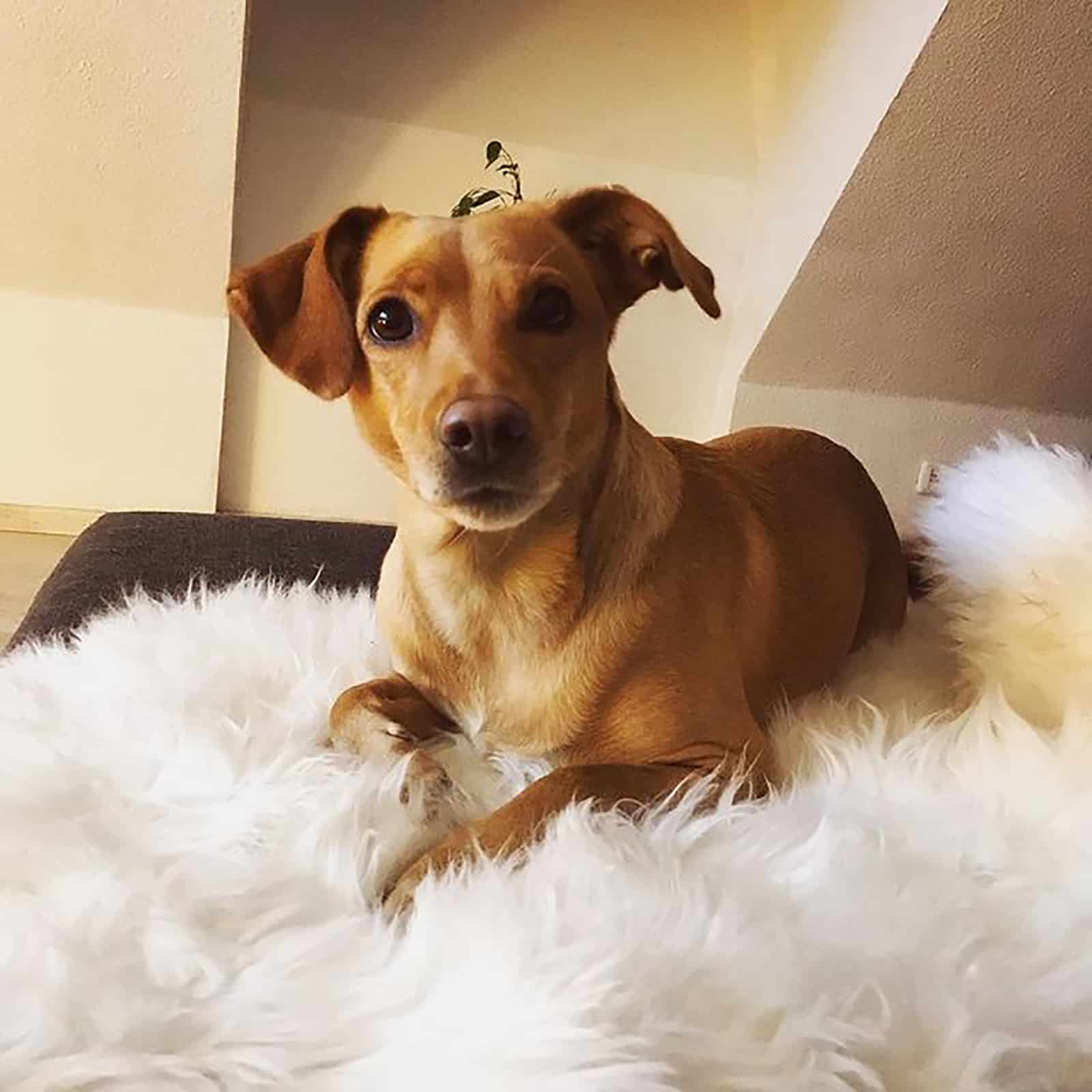 jack russell lab lying on fluffy blanket in living room