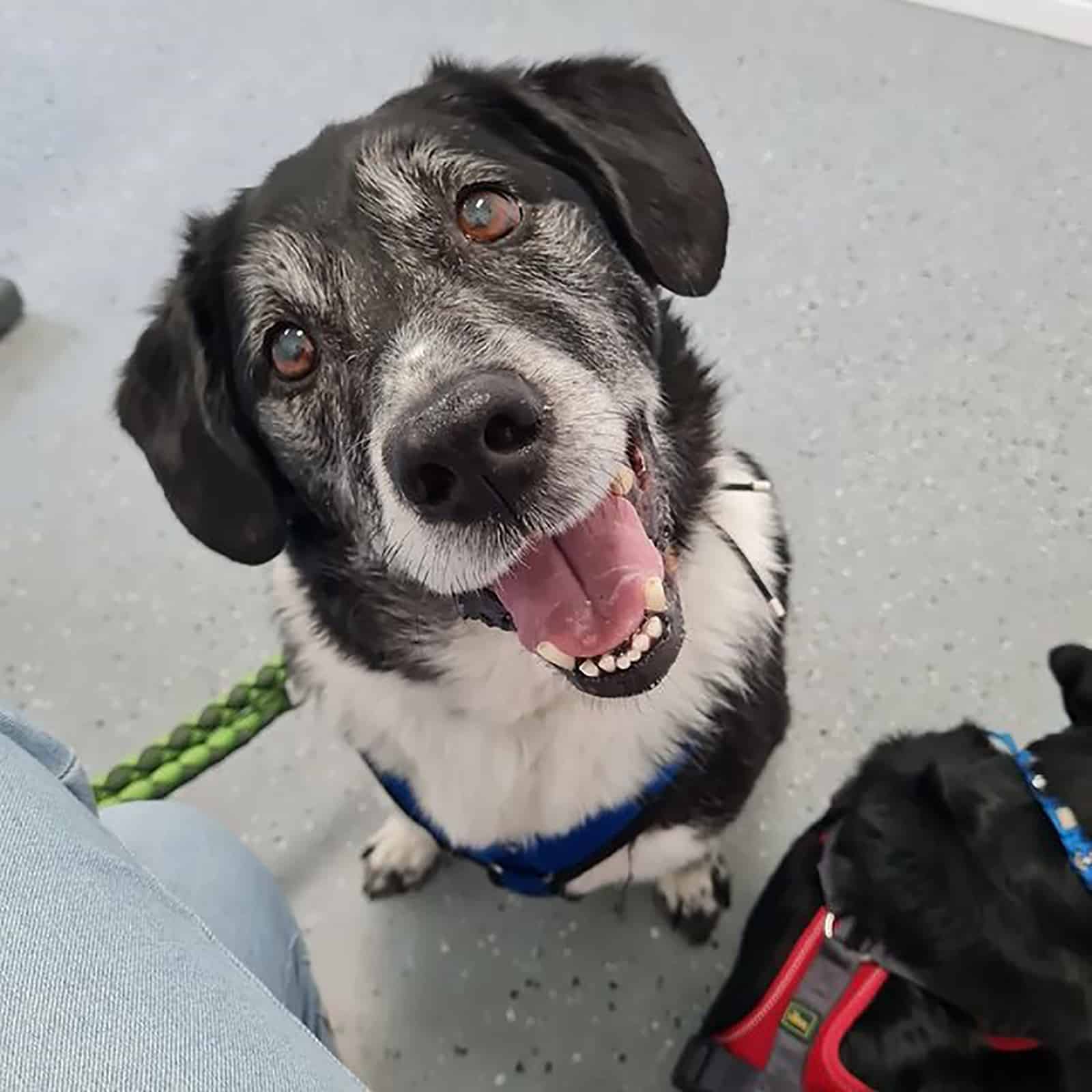 jack russell lab on a leash looking into camera