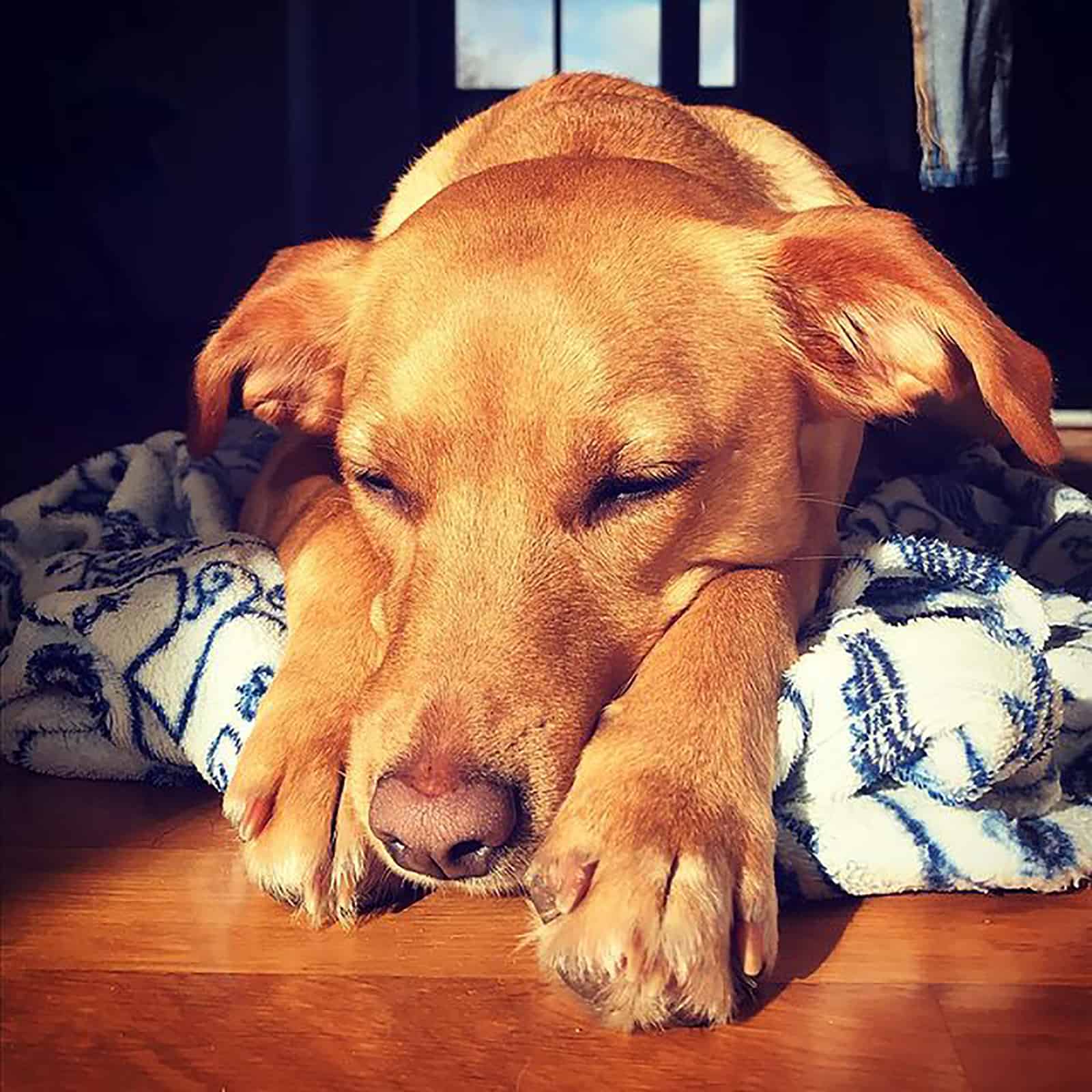 jack russell lab sleeping on his blanket