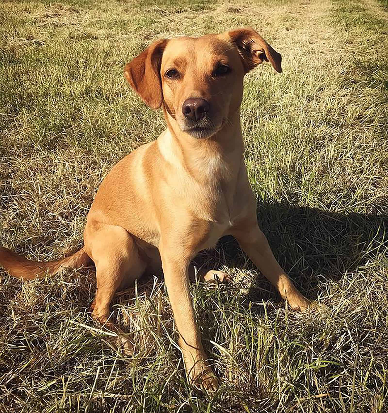 jack russell lab dog sitting in the grass