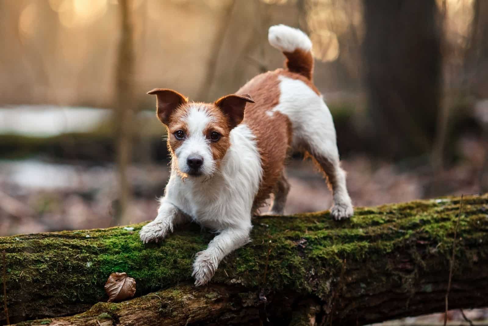 Jack Russell Lifespan: How Long Do Jack Russells Live?