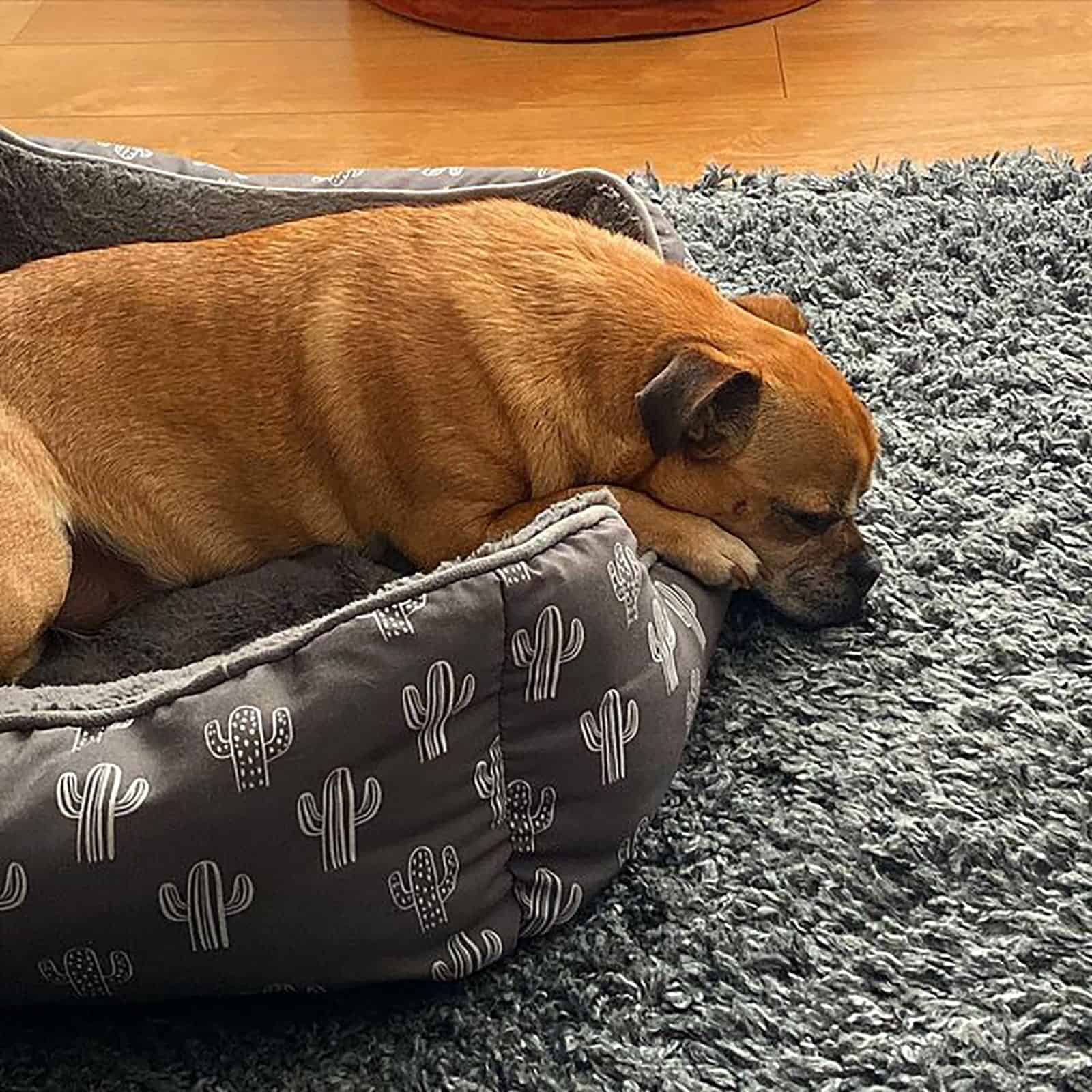 jack russell pug dog lying in the bed indoors