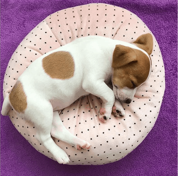 Jack Russell sleeping