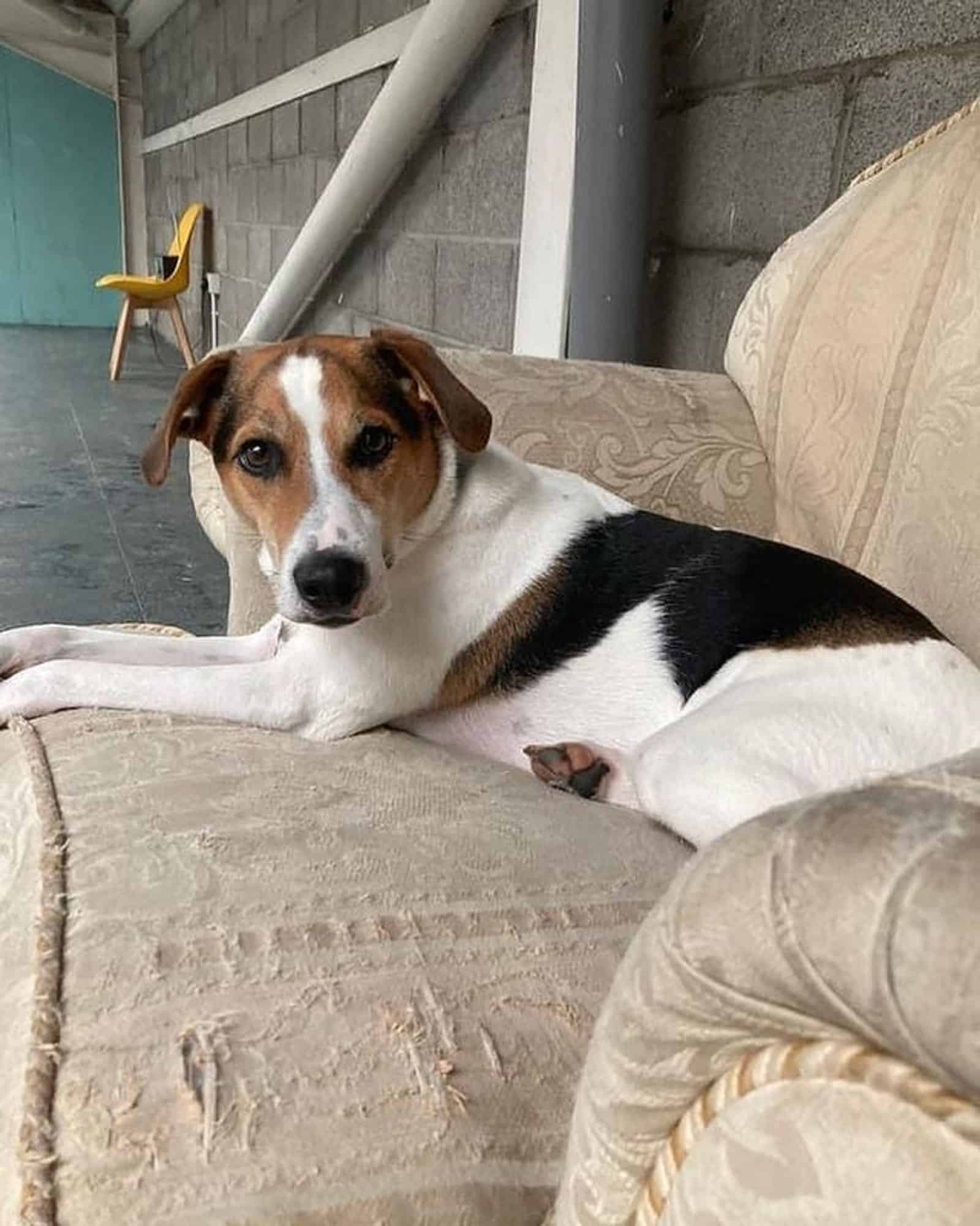 jack russell terrier beagle sitting in the armchair