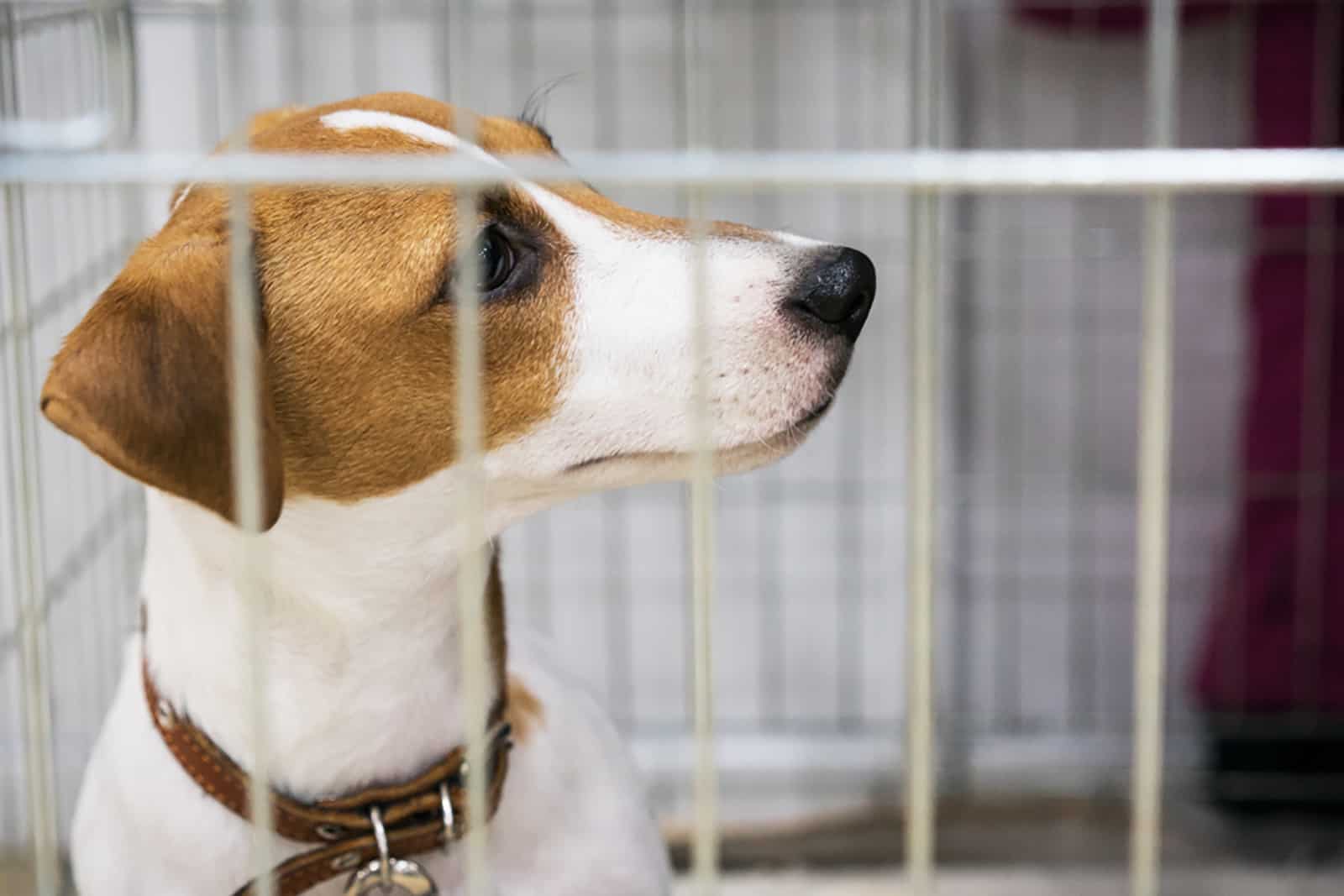 jack russell terrier dog in his crate