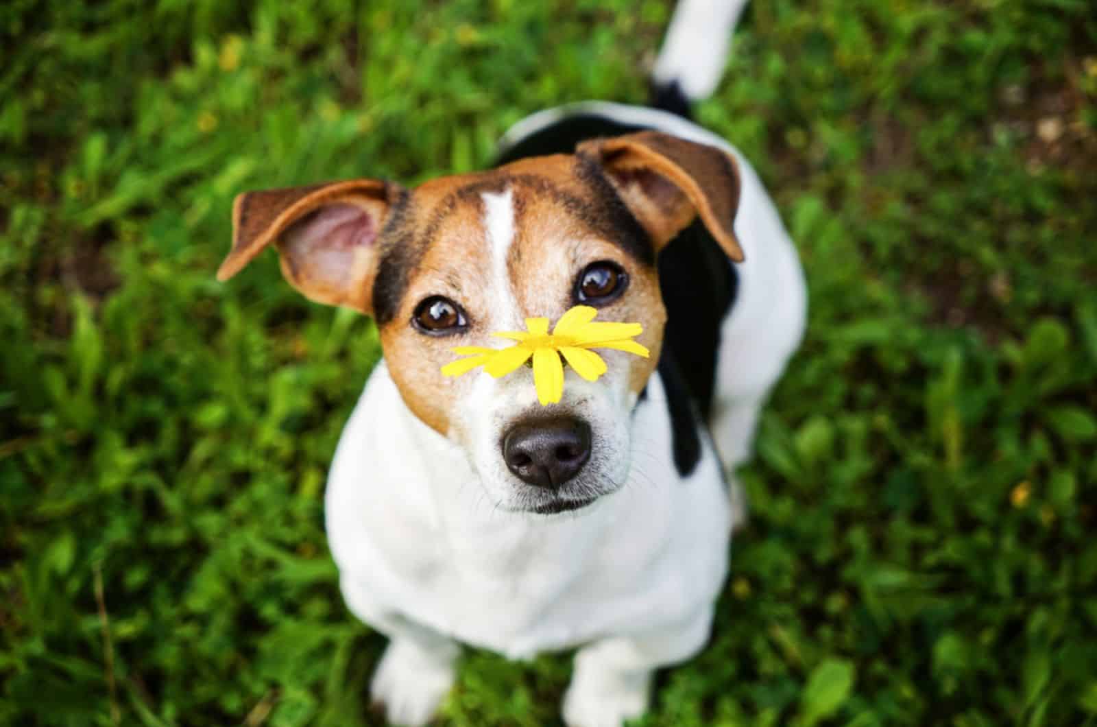 jack russell terrier dog with watery eyes