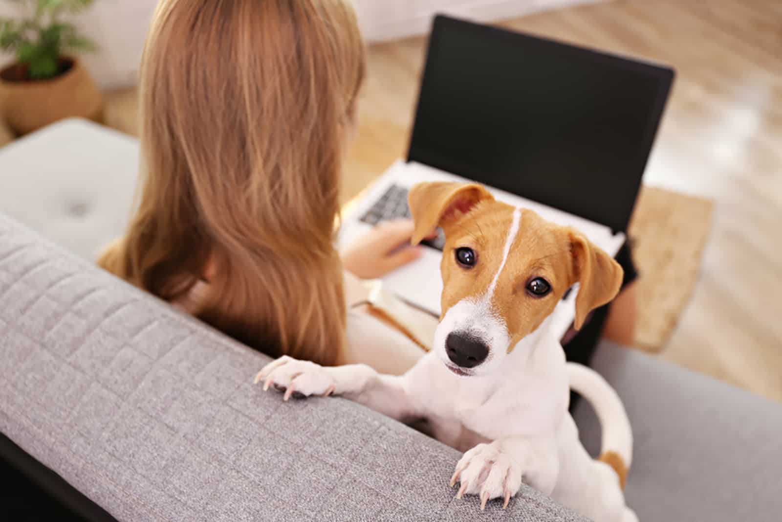 jack russell terrier puppy sitting beside his owner